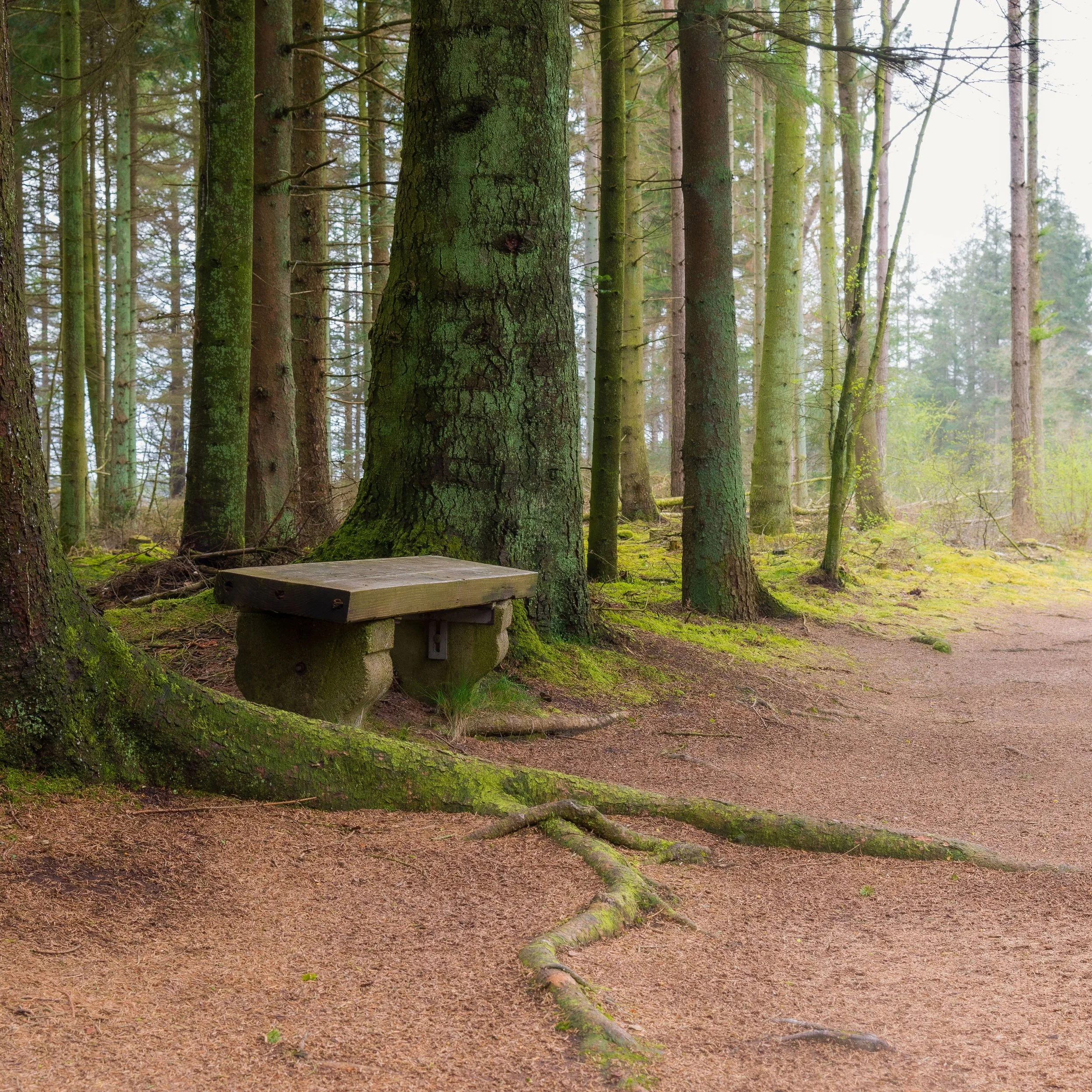 A forest scene with tall trees covered in moss and a wooden bench attached to one of the trees, surrounded by mossy roots and a dirt path.