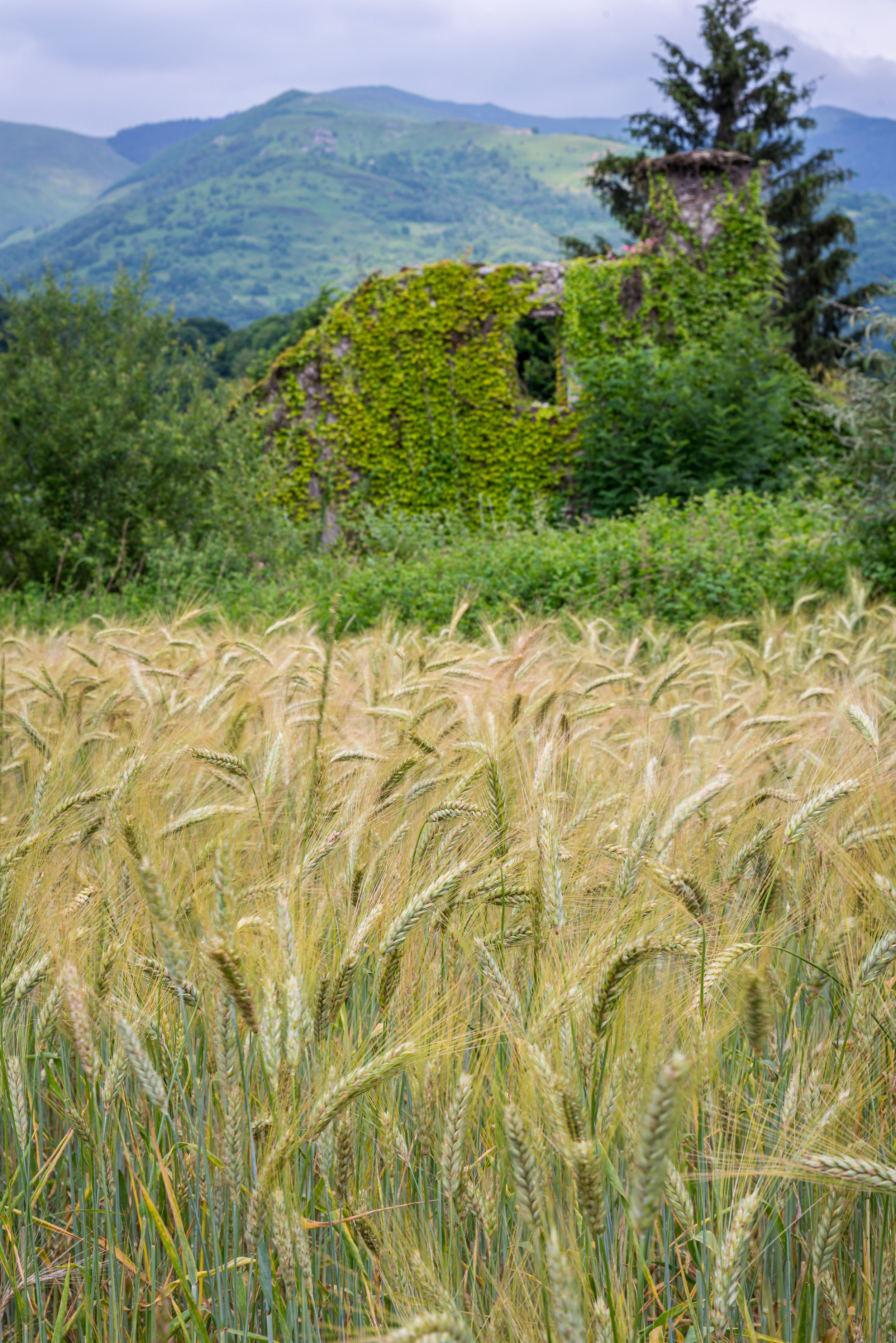 A field of wheat with an abandoned, overgrown stone building covered in green ivy, mountains in the background, and a cloudy sky.