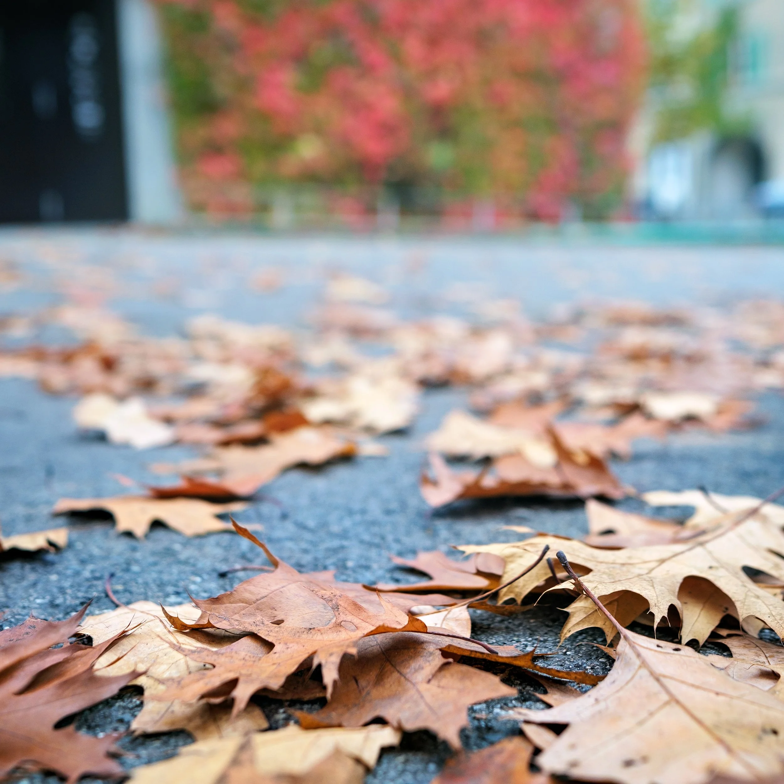 Close-up of fallen autumn leaves scattered on a pavement with blurred trees and buildings in the background.