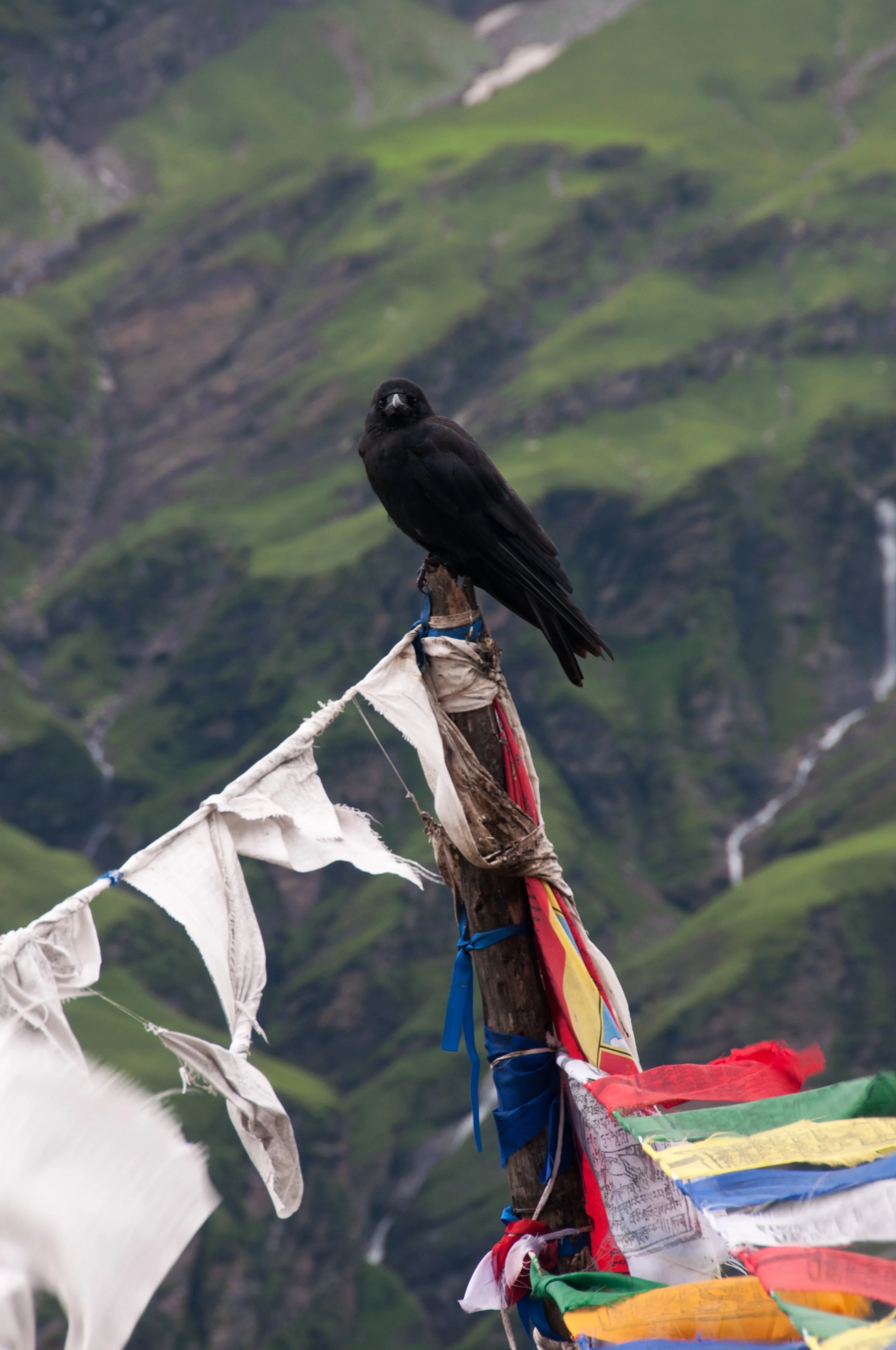 A black bird perched on a wooden post decorated with colorful prayer flags, overlooking a green mountainous landscape with waterfalls in the background.