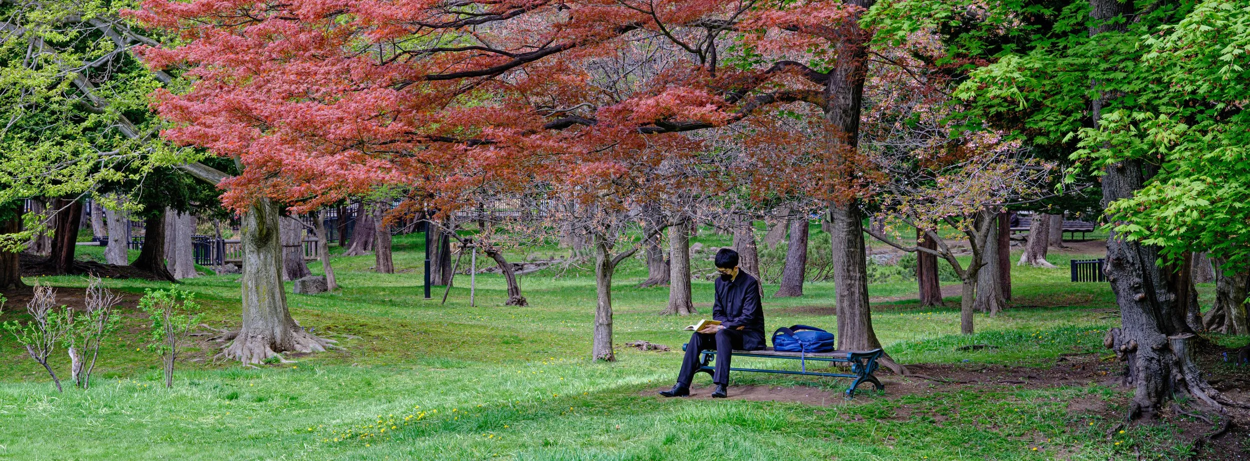 A person dressed in black, sitting on a park bench and reading a book, surrounded by trees with green and reddish leaves, in a lush park during spring.