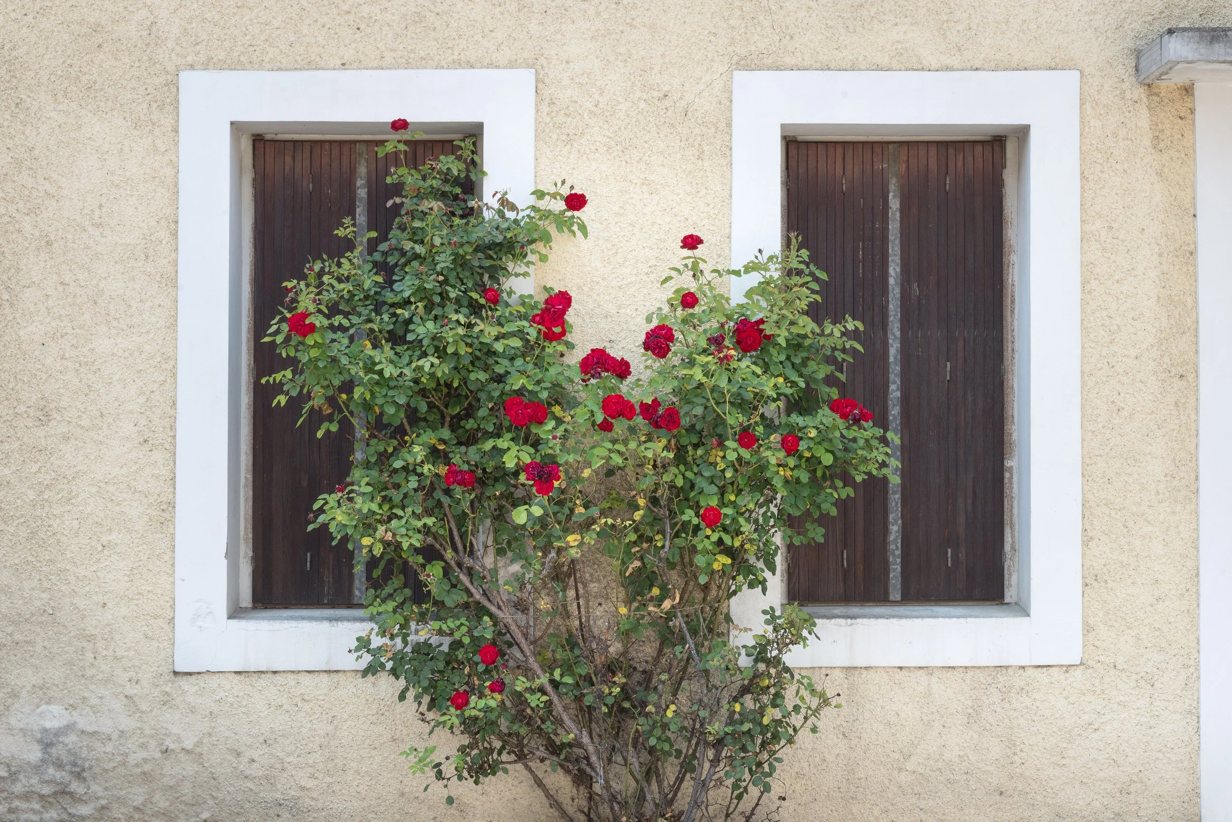 A beige stucco wall with two closed dark brown wooden shutters and a large bush with red flowers in front.