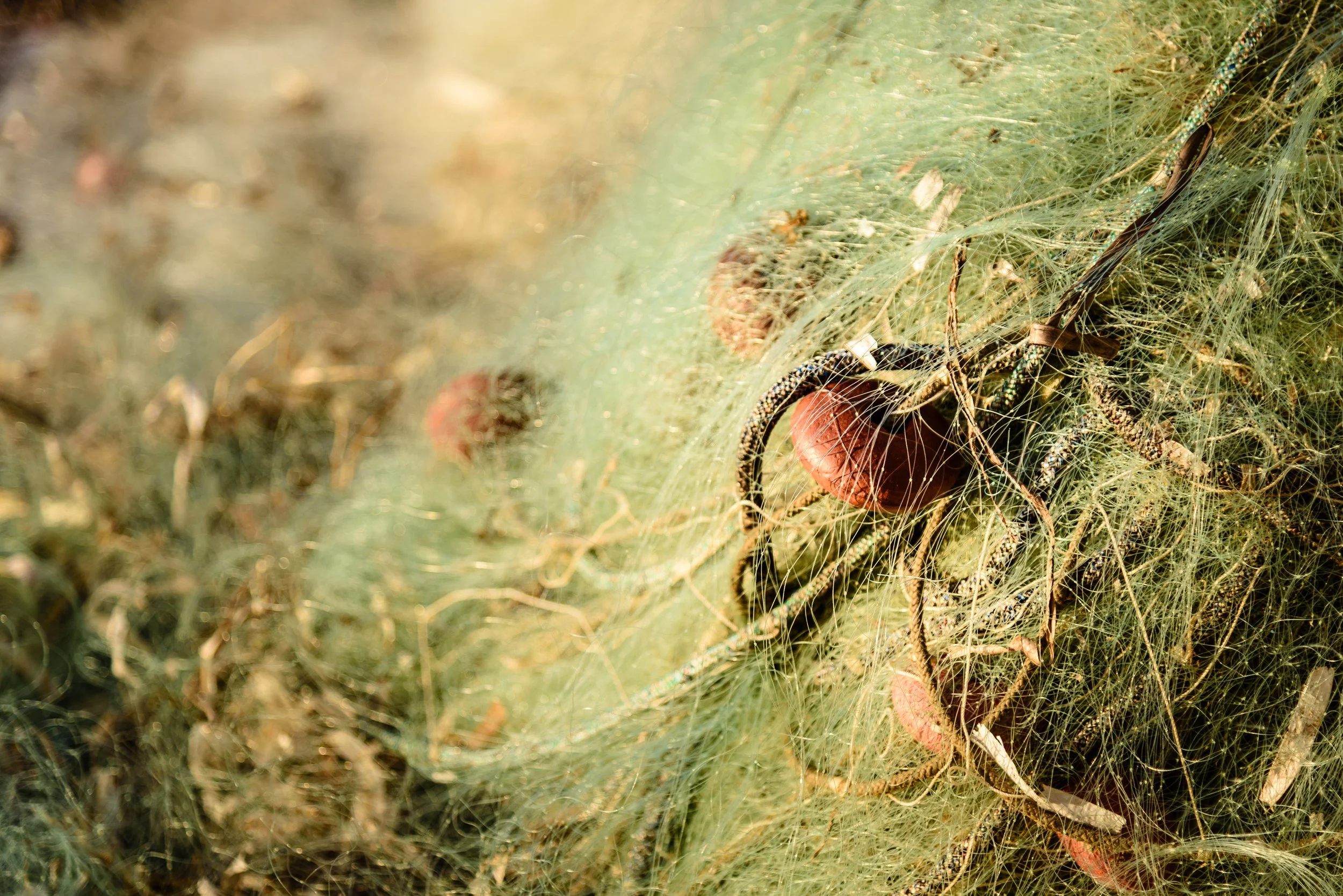 Close-up of a spider on its web with a small red prey caught in the web.