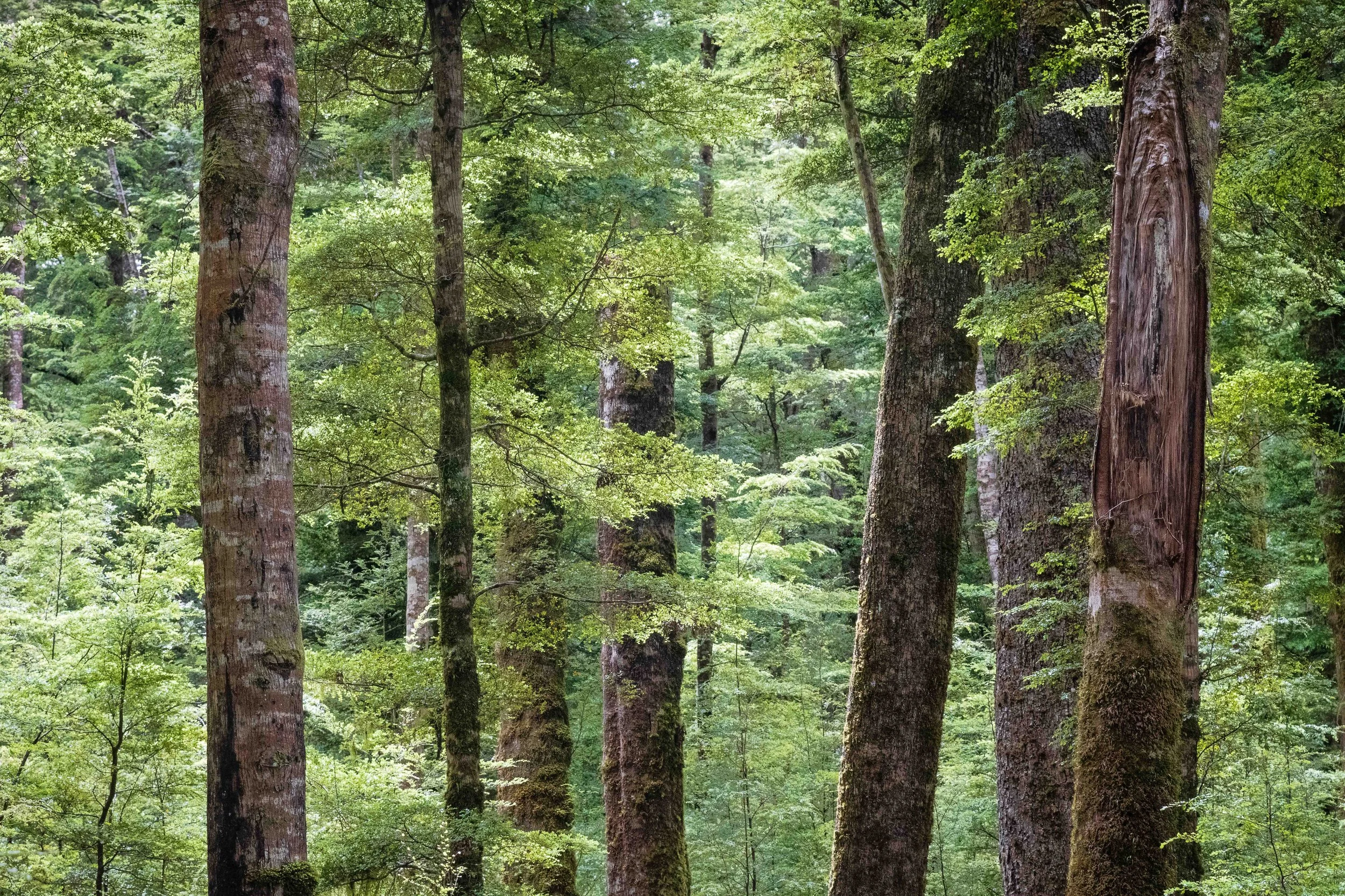 A dense forest with tall trees, green leaves, and moss-covered trunks.
