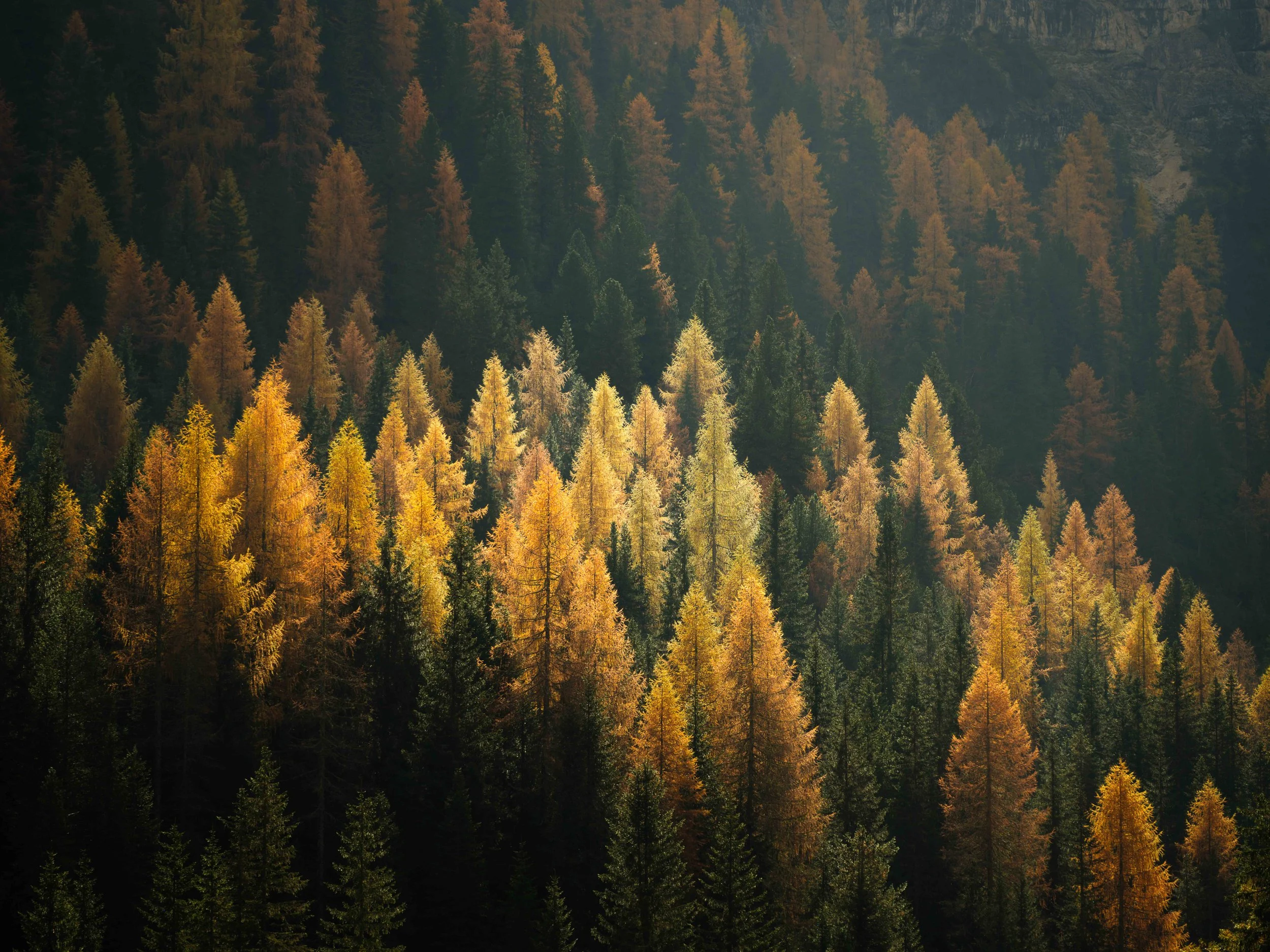A forest with trees in shades of yellow, orange, and green, indicating autumn.