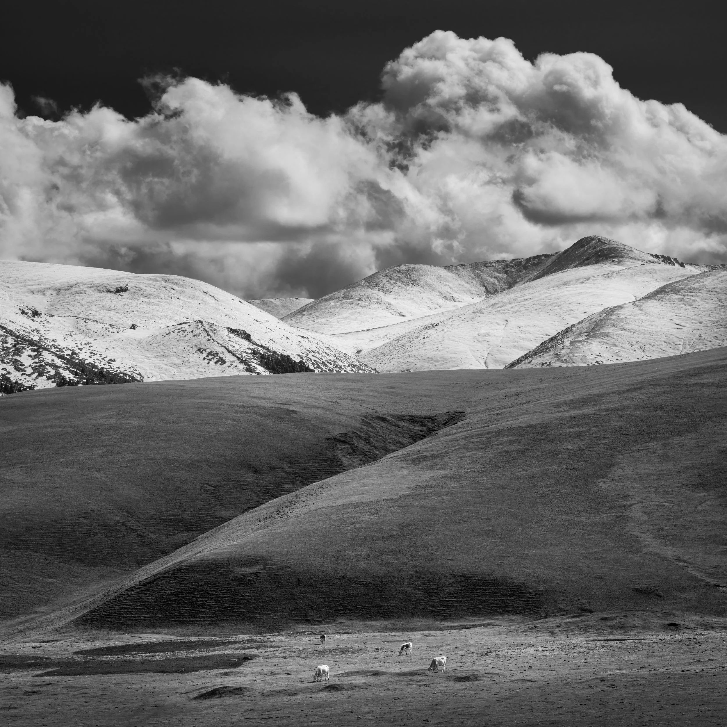 Black and white landscape photo of rolling hills and mountains with clouds above, and a few cows grazing in the foreground.