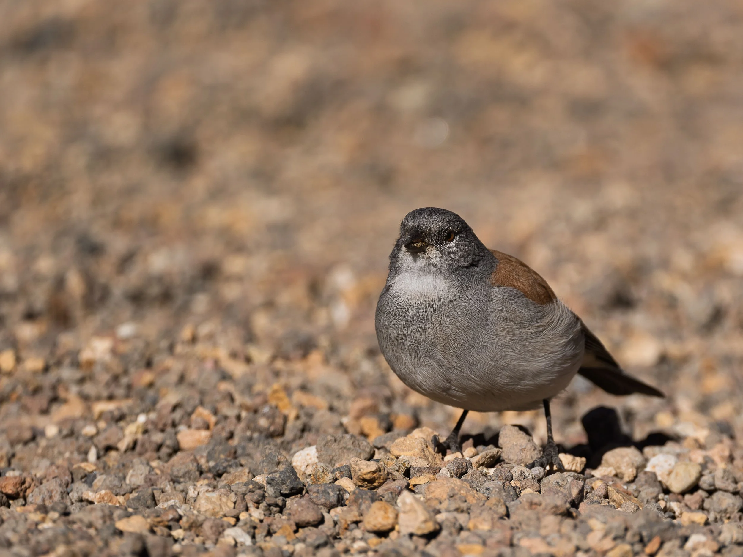 A small bird standing on a gravel surface, with a gray body, dark face, and brown wings, in a natural outdoor setting.