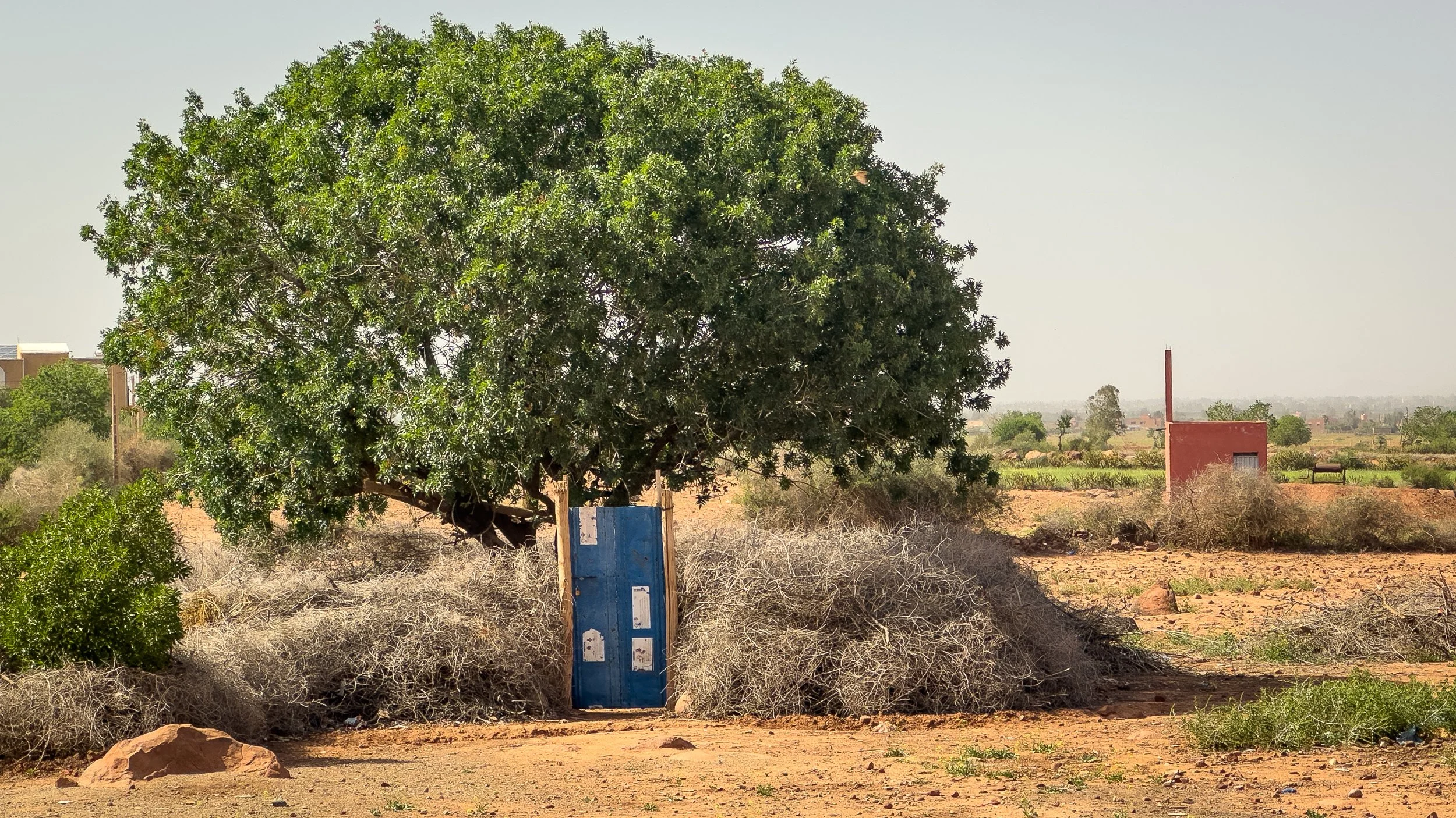 A green tree with dense foliage provides shade over a blue wooden door in a dry, desert-like landscape with sparse vegetation and a distant red building.