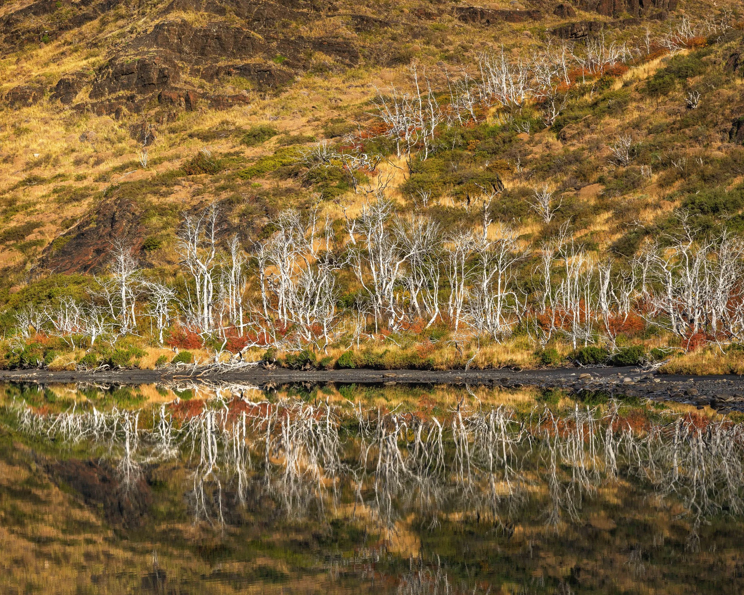 A scenic landscape showing a hillside with bare white trees and dry grass, reflected in a calm body of water.