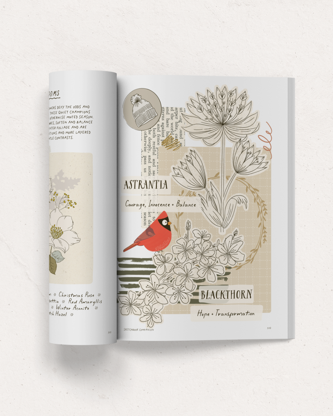 BY TALIA B - SKETCHBOOK COMPANION - BOTANICAL DRAWINGS REFERENCE GUIDE 11.png