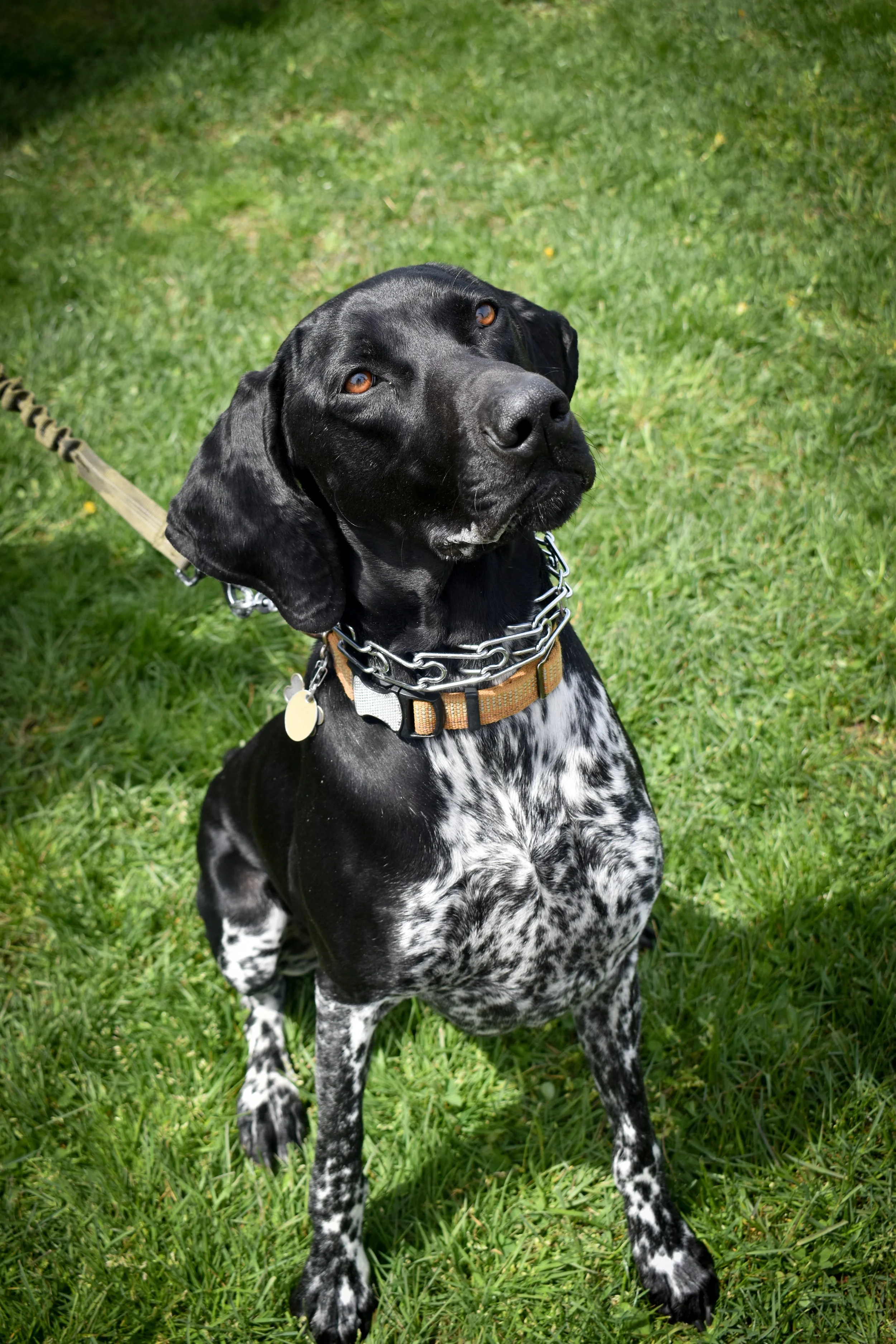 puptoggriz-12.jpg