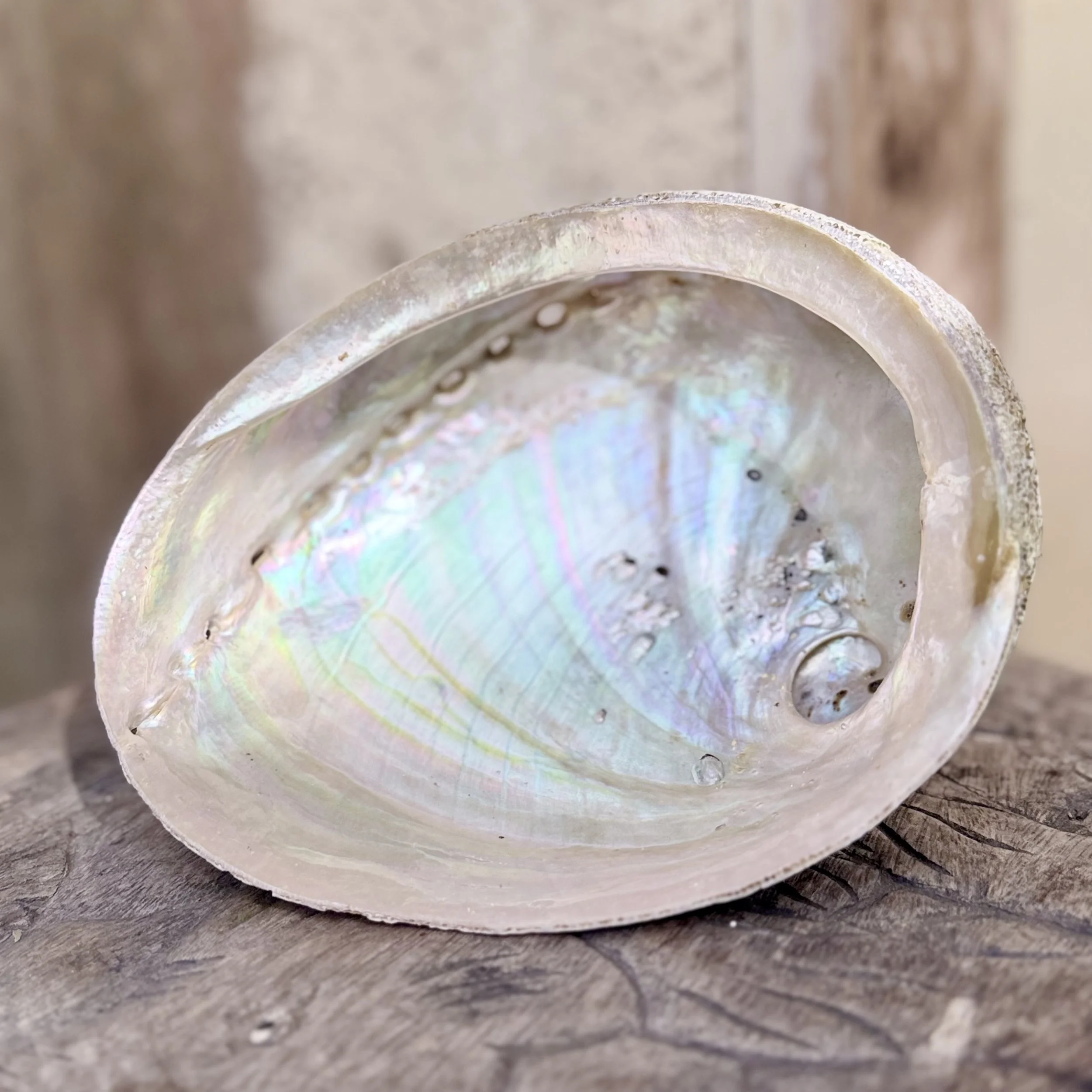 Abalone Shells