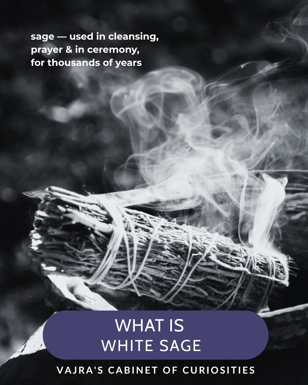 Why has this plant been used in ceremony for thousands of years?
White sage &mdash; Salvia apiana &mdash; grows wild along the coastal mountains of Southern California and Baja Mexico. Itis one of the slowest-growing plants in its region, which is pa