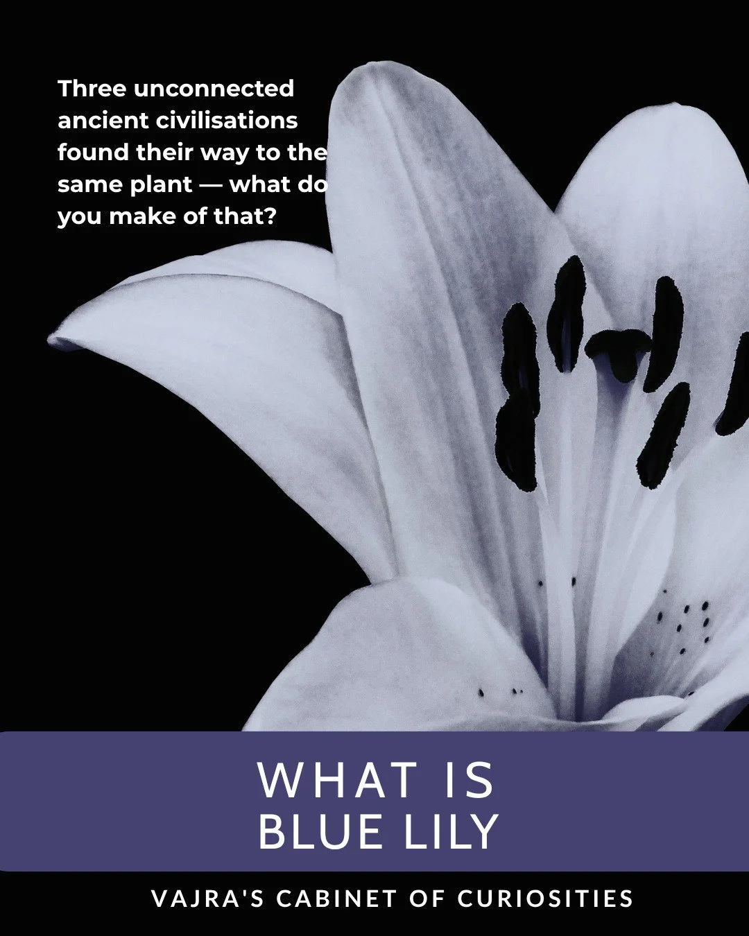 What did ancient Egypt, the Mayans, and Ayurvedic healers all have in common?
They each independently found their way to the same plant.
Blue Lily &mdash; also known as Blue Lotus, Nymphaea caerulea &mdash; grew abundantly along the Nile and was cent
