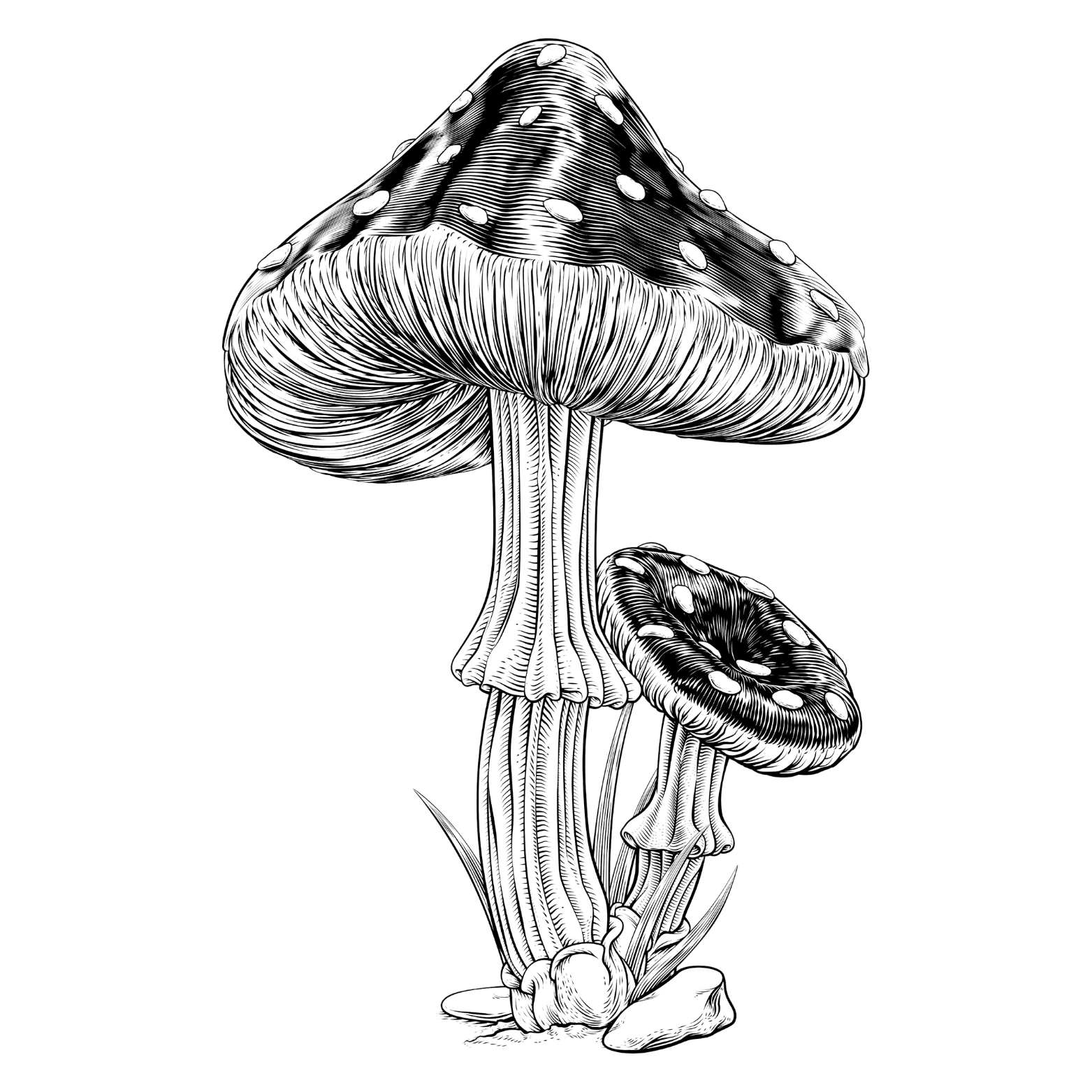 Detailed black ink line drawing of Amanita mushrooms inspired