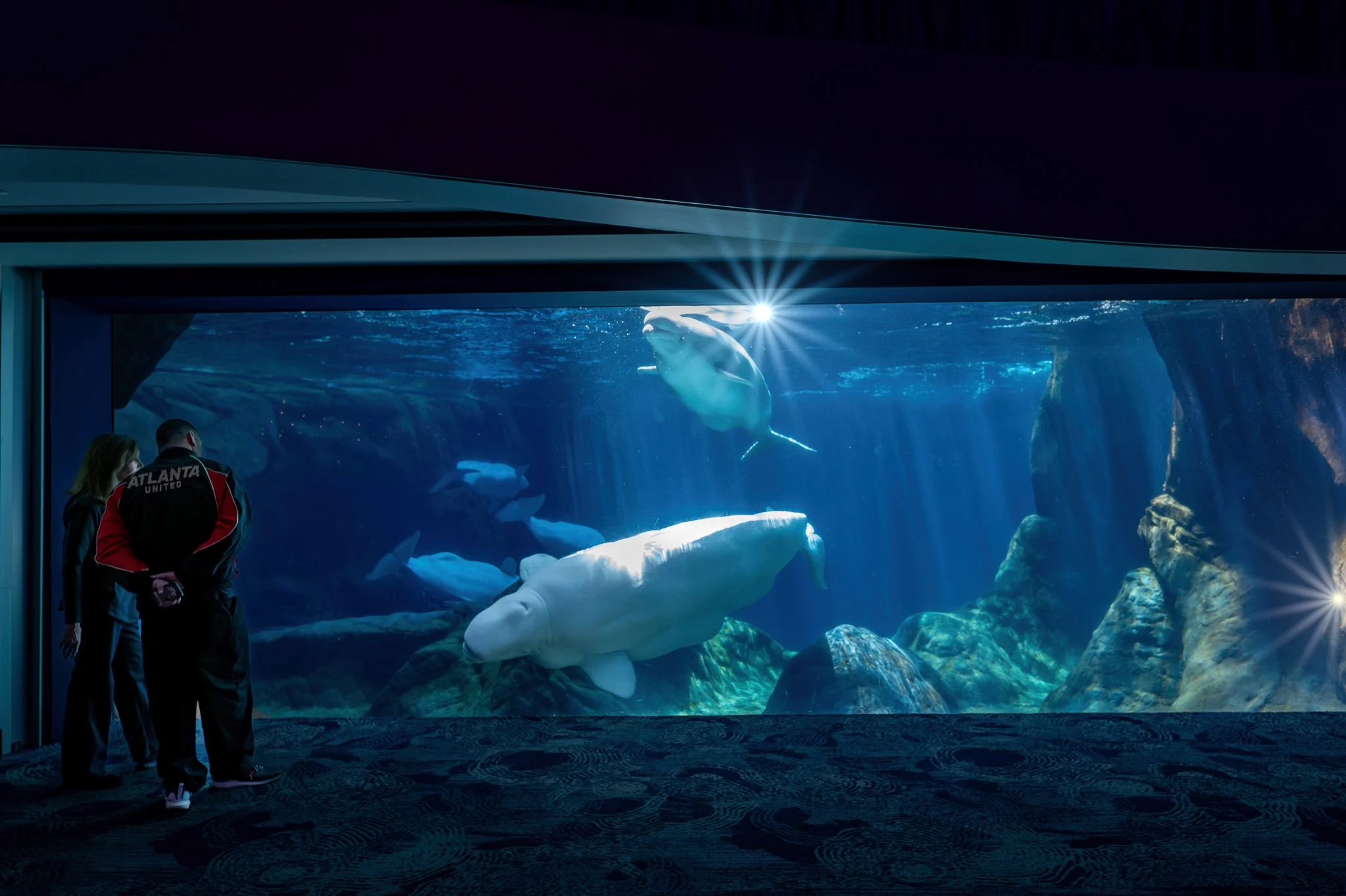 Beluga! - Georgia Aquarium