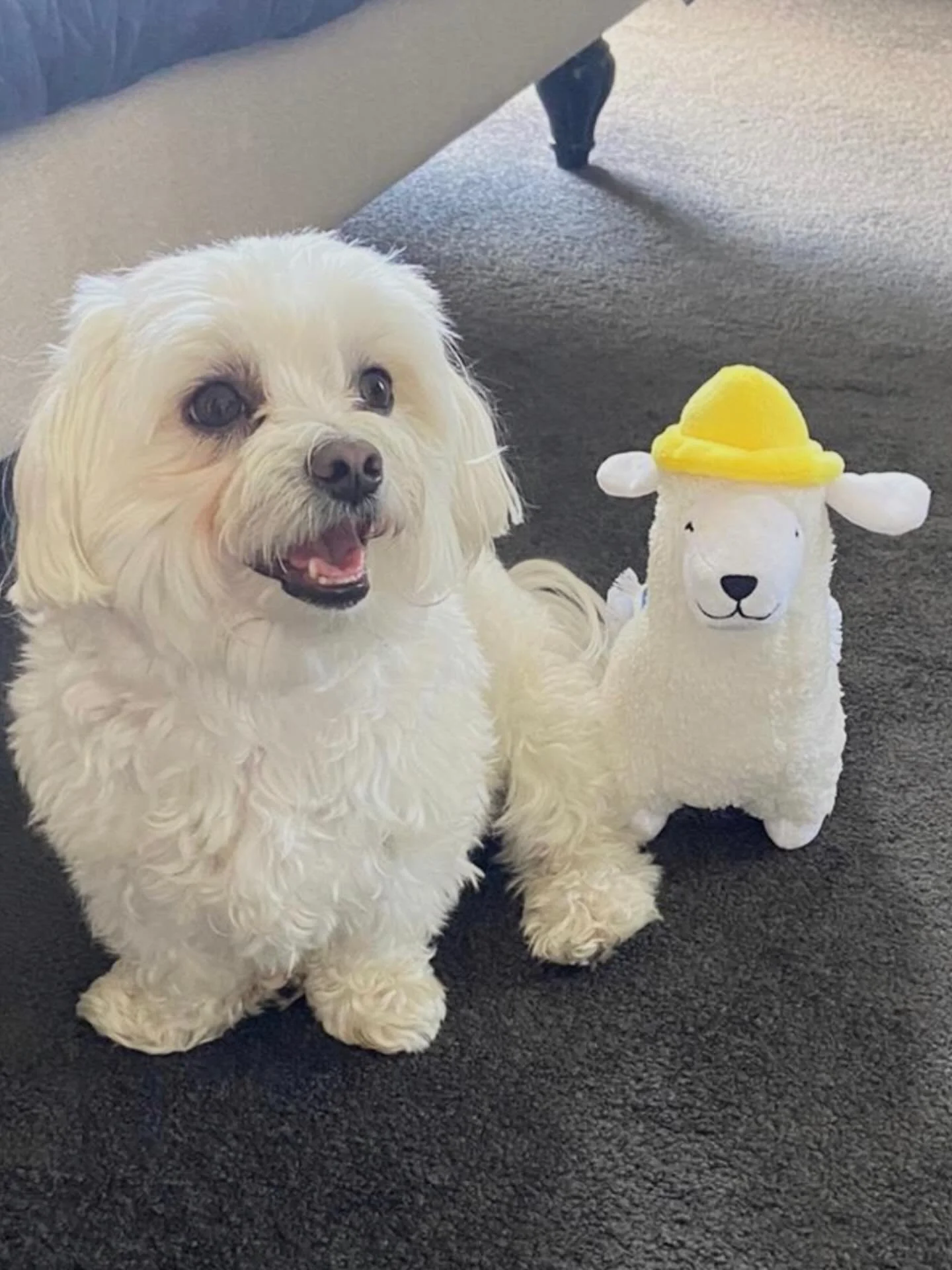 Meet the real office boss 🐾
Chief morale officer. Head of security. Treat inspector 
Keeping spirts high while we help clients secure their homes 
#mortgage 
#broker 
#pet 
#mascot 
#goodboy