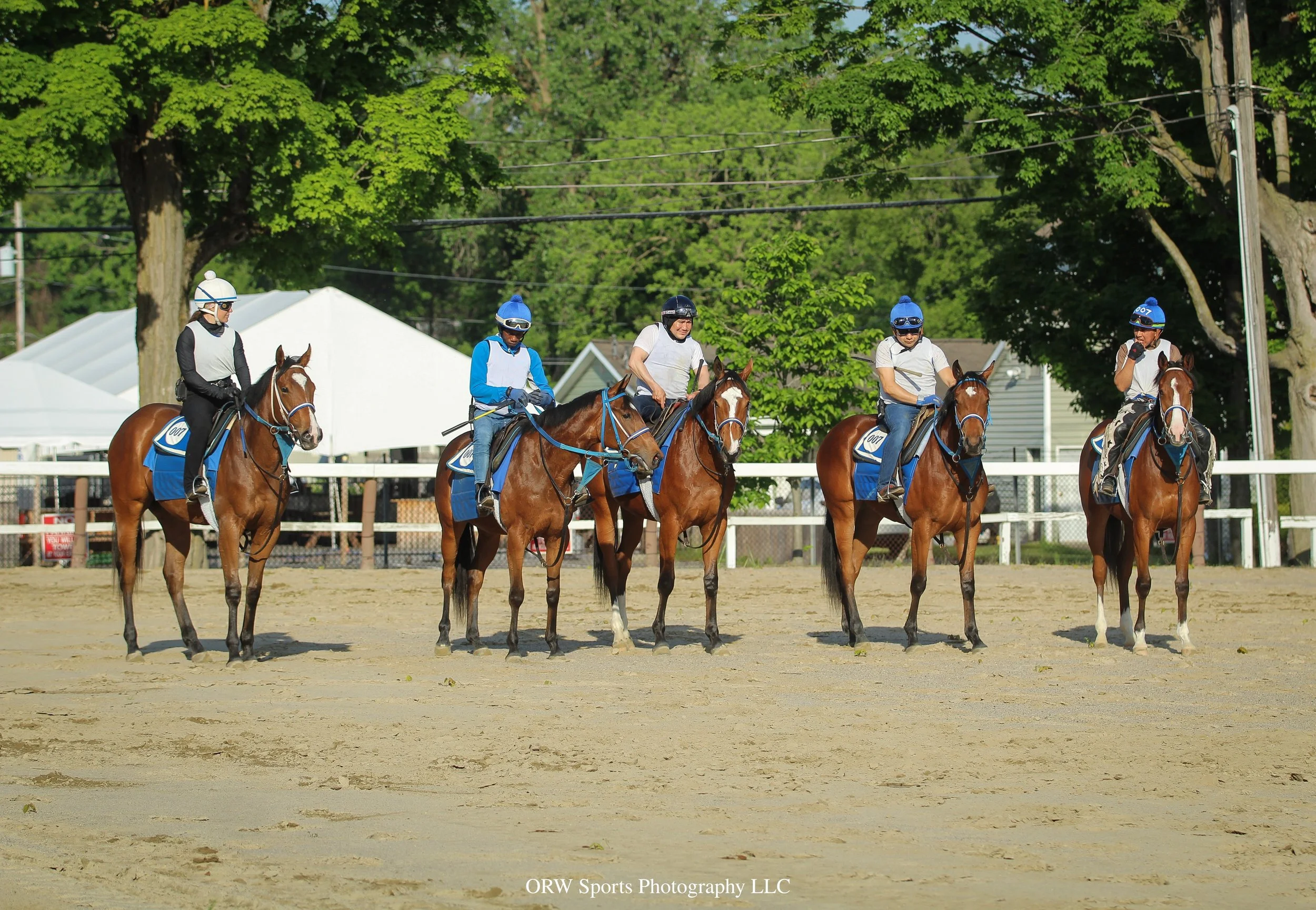 Baby Fillies(1).jpg