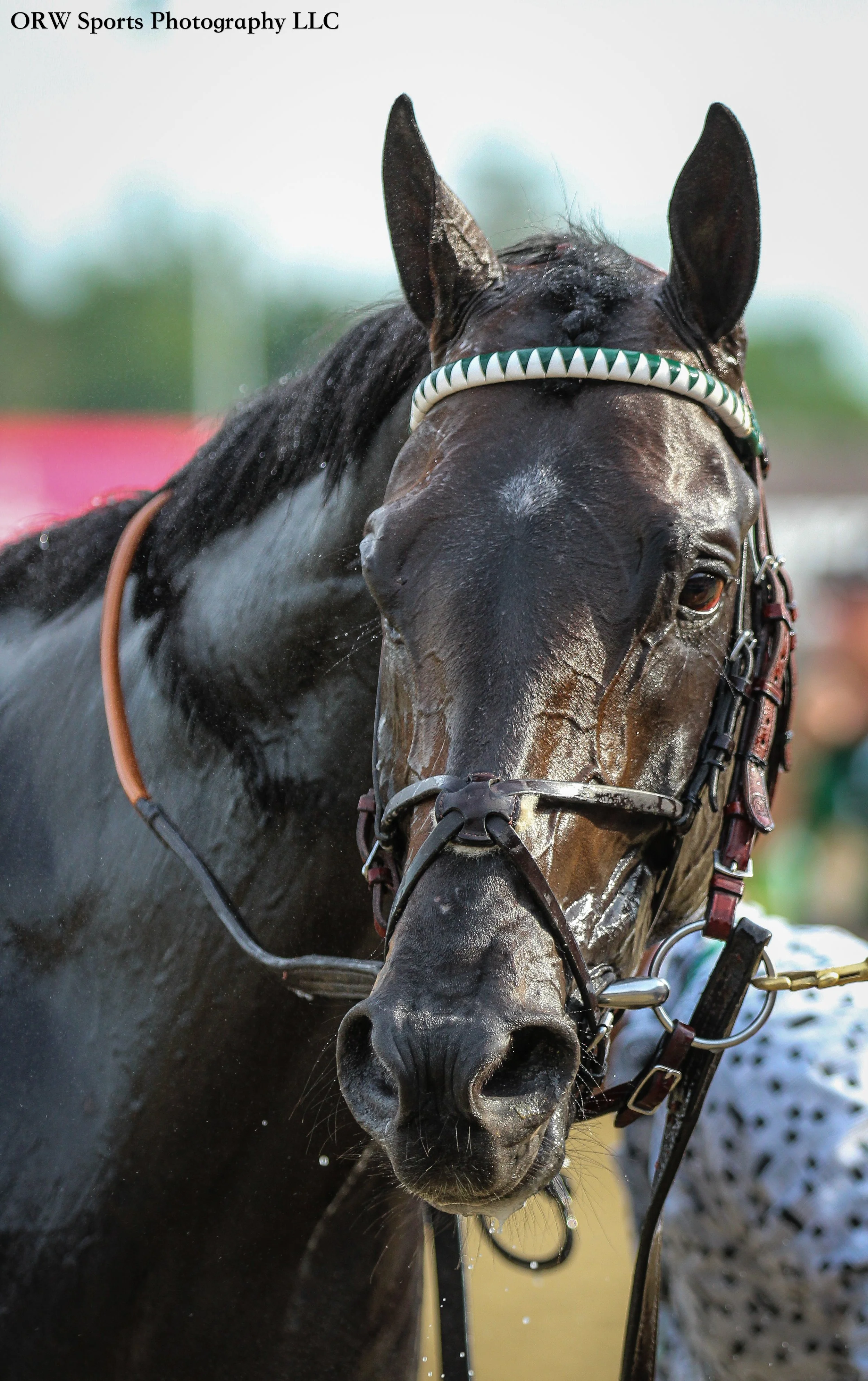The mighty Knightsbridge, valiant in second. 