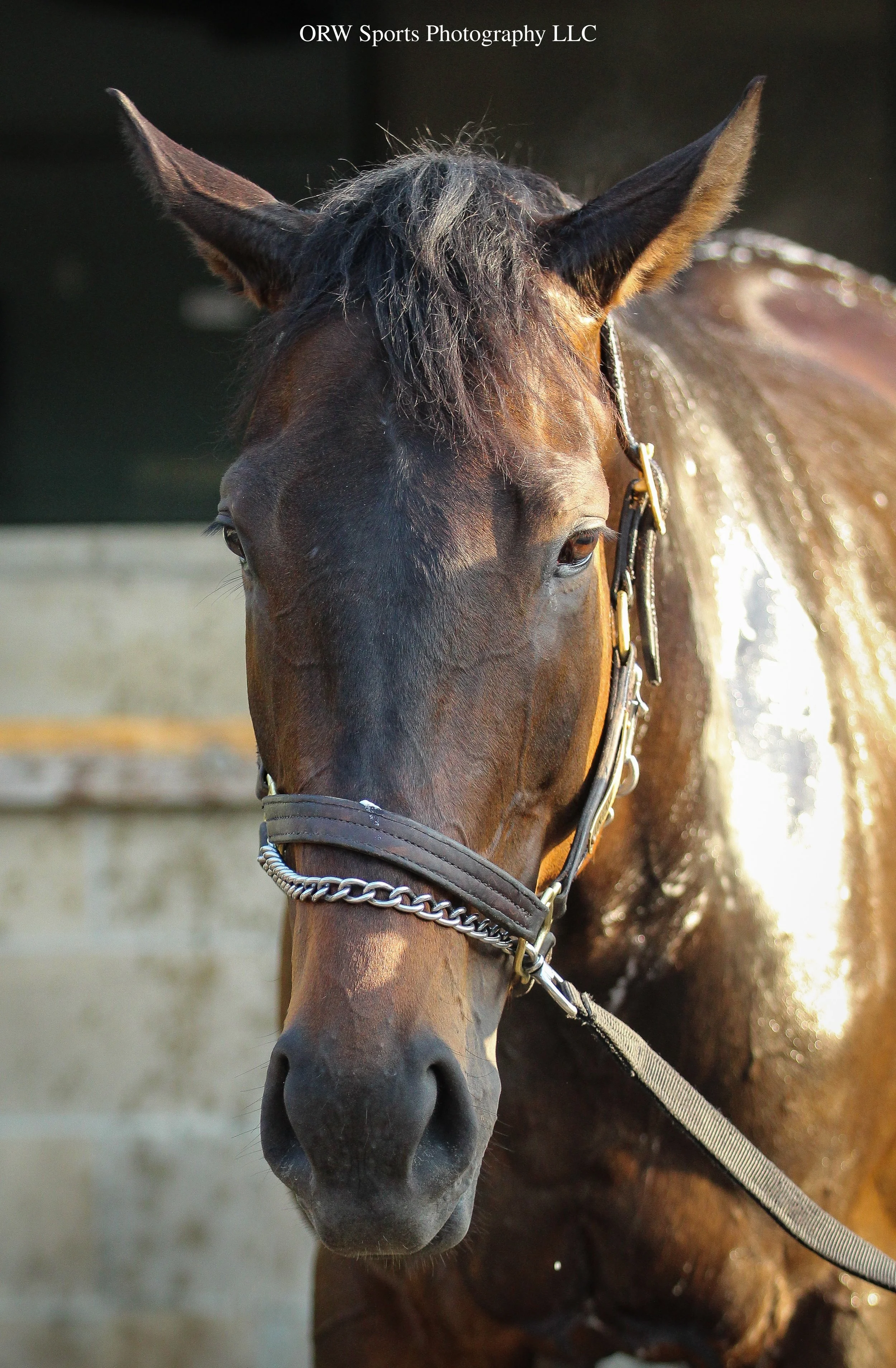 Untamed Moment - trained by David Fawkes 