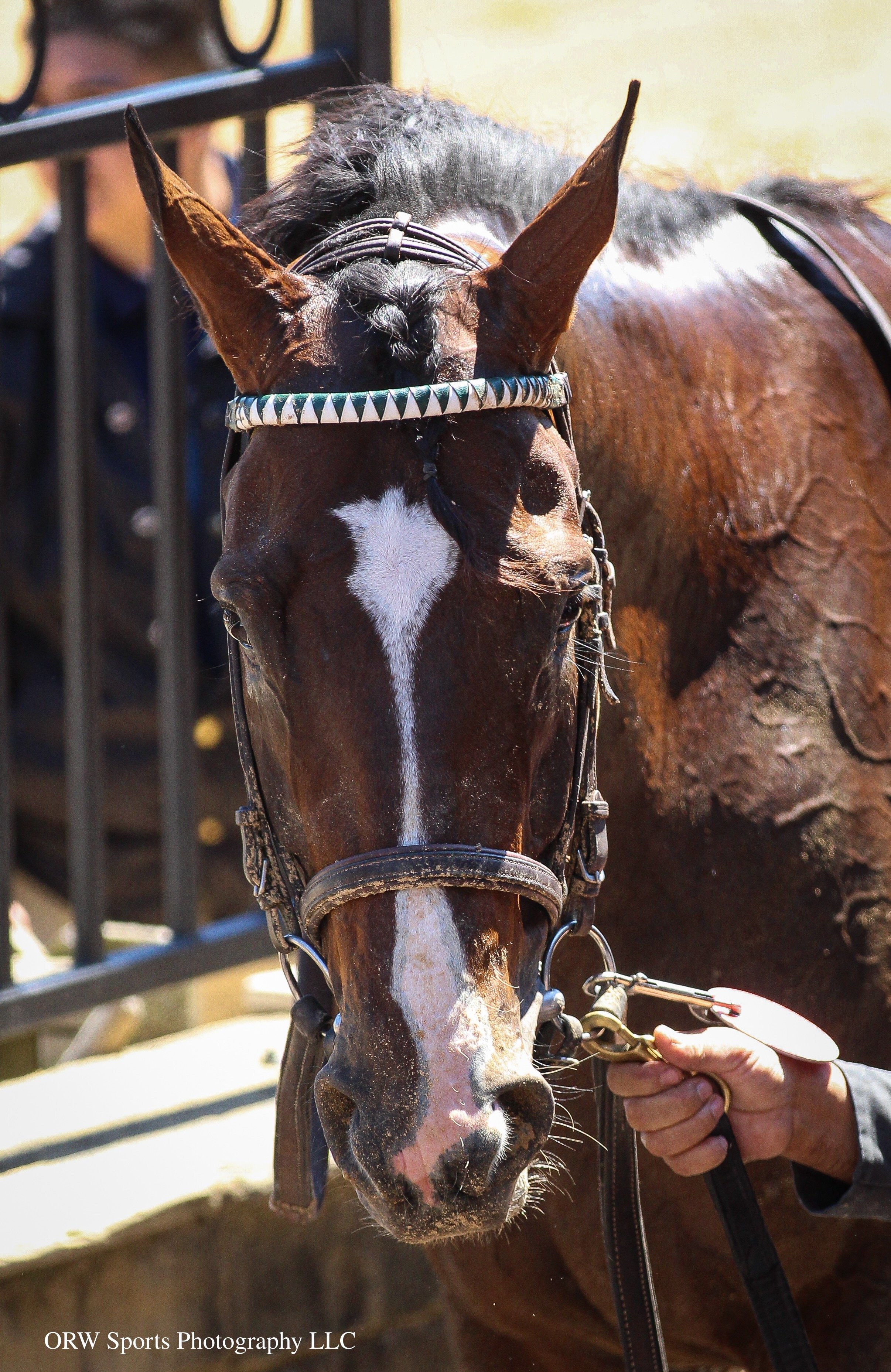 Parchment Party: your race winner 