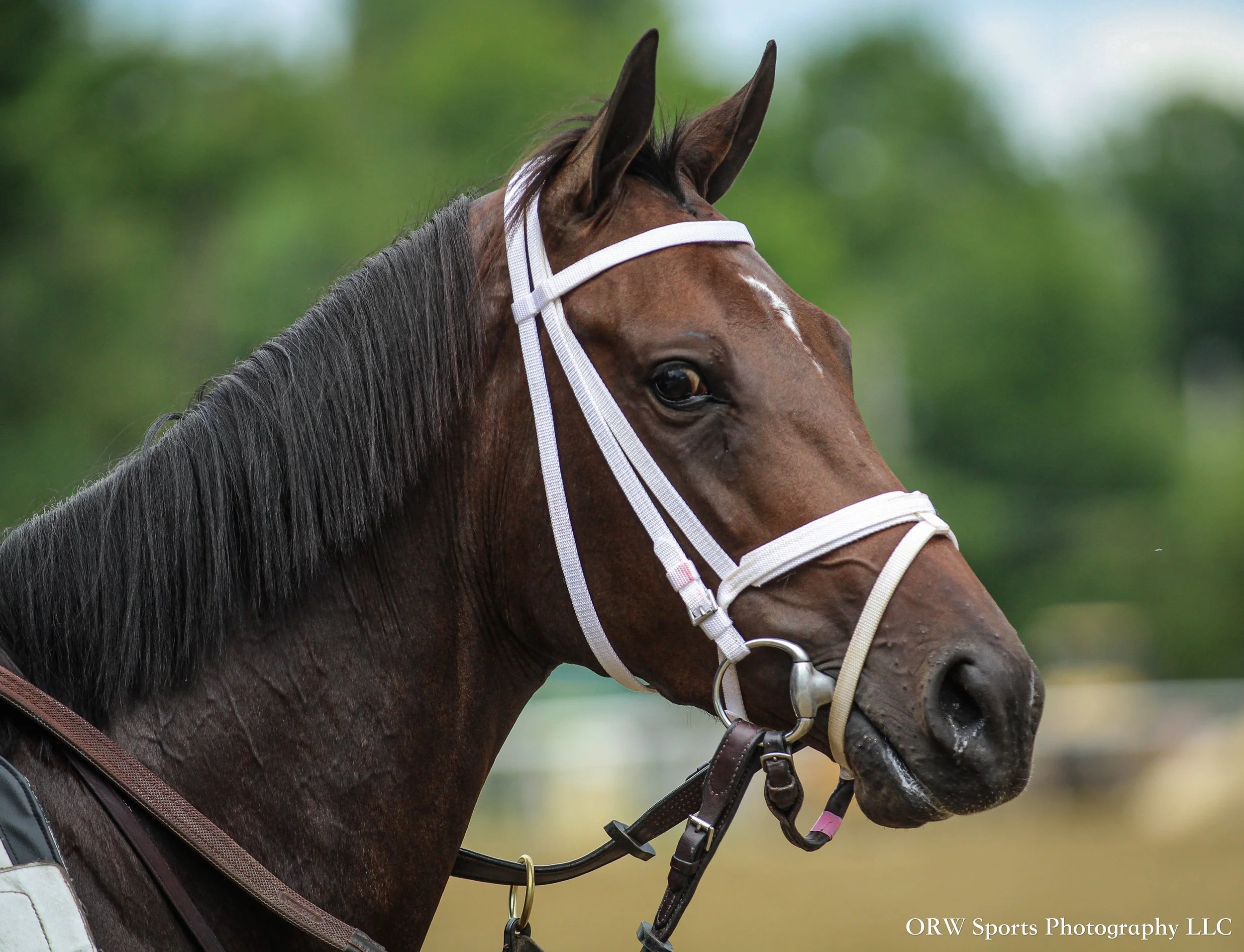 Pletcher Trainee (8) .jpg