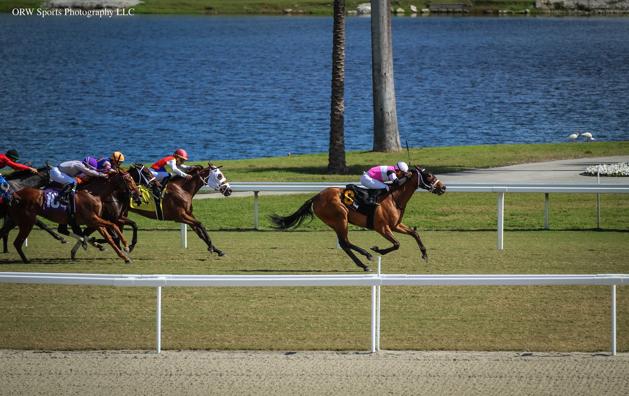 Reina Del Viento leads from competition in race 1. Rajiv Maragh aboard. 