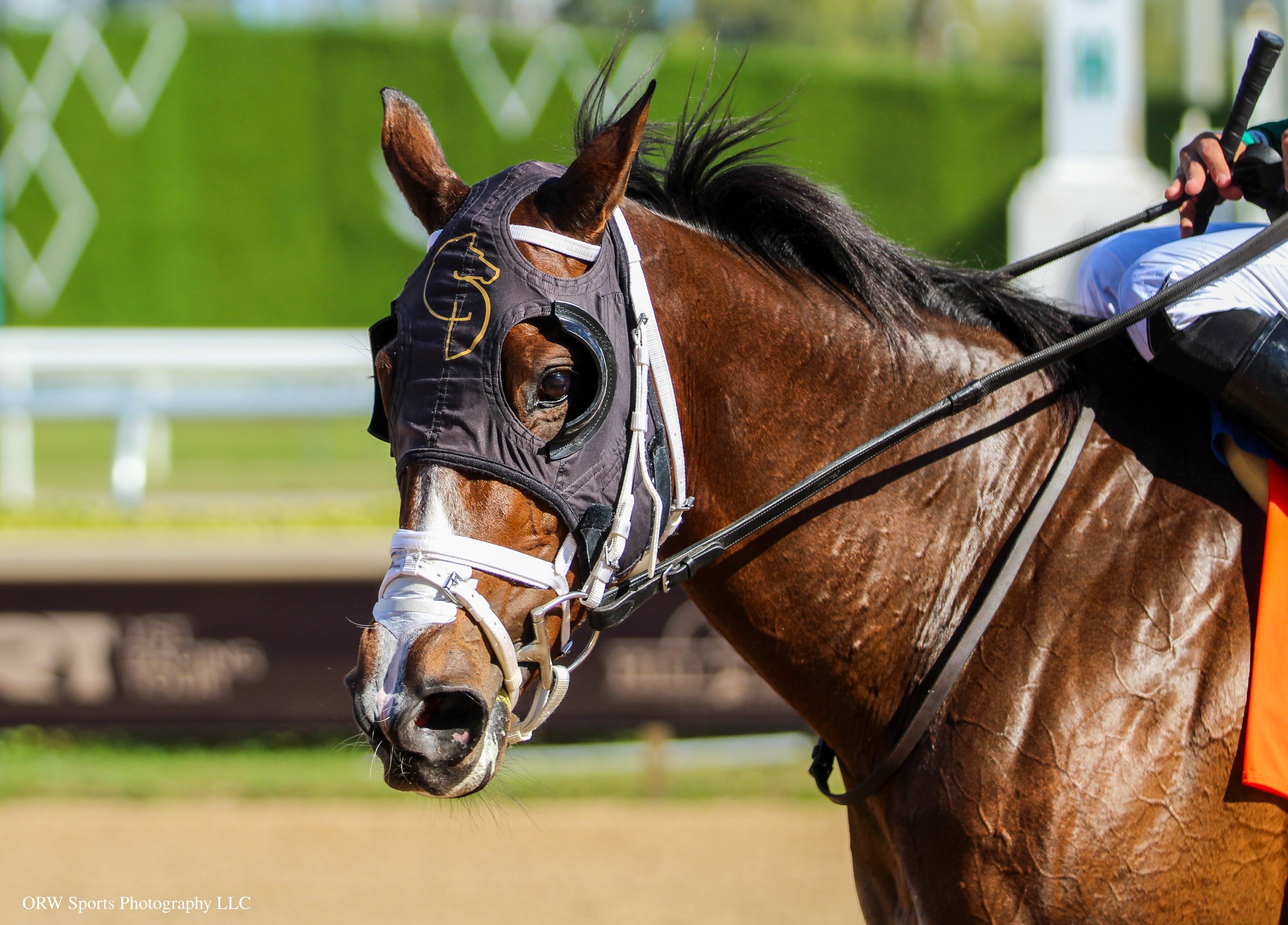 Plum Irish, representing her trainer, Carlos David. 