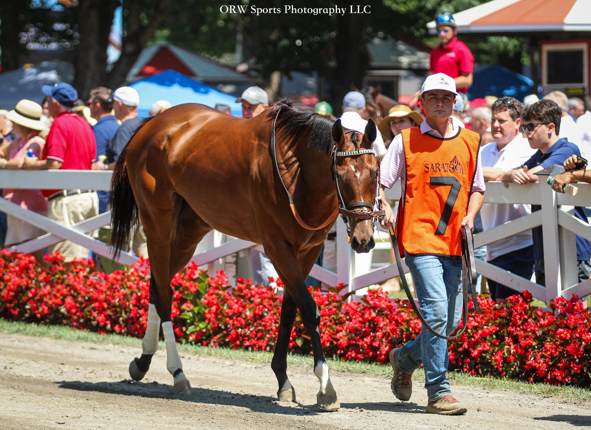 Elevated is in the paddock for her debut. 