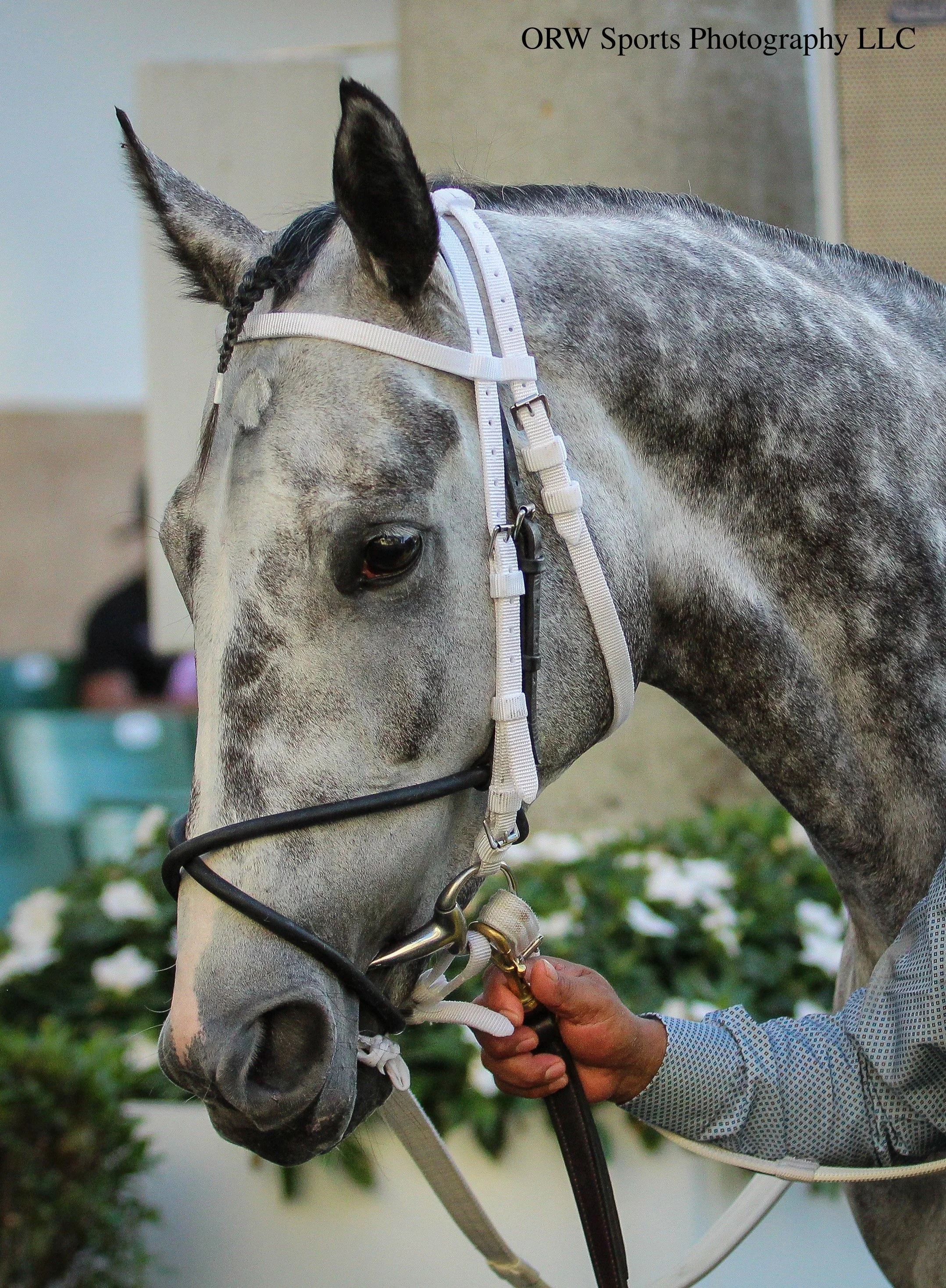 my pretty silver filly 