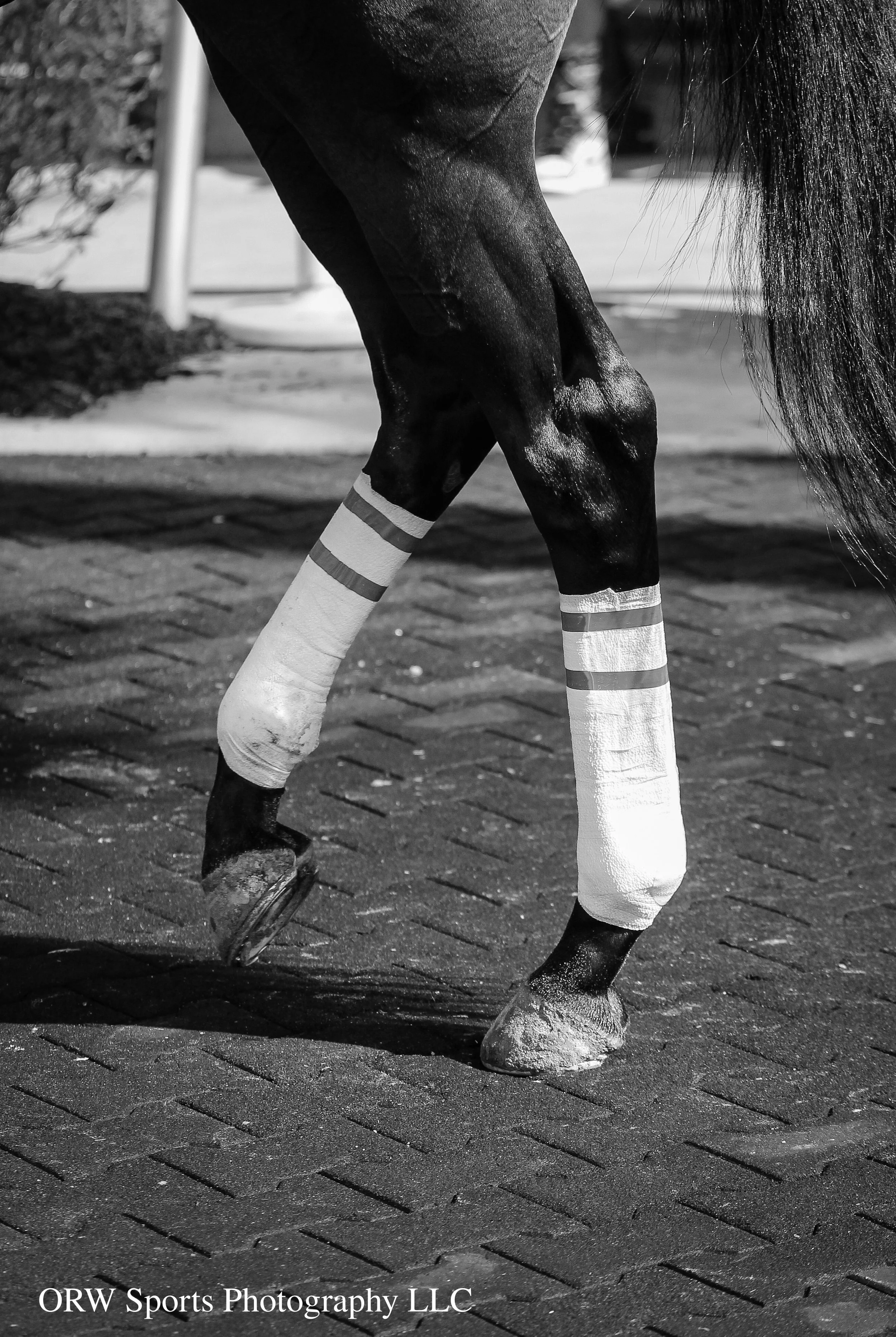 Backwraps (B&W) (4).jpg