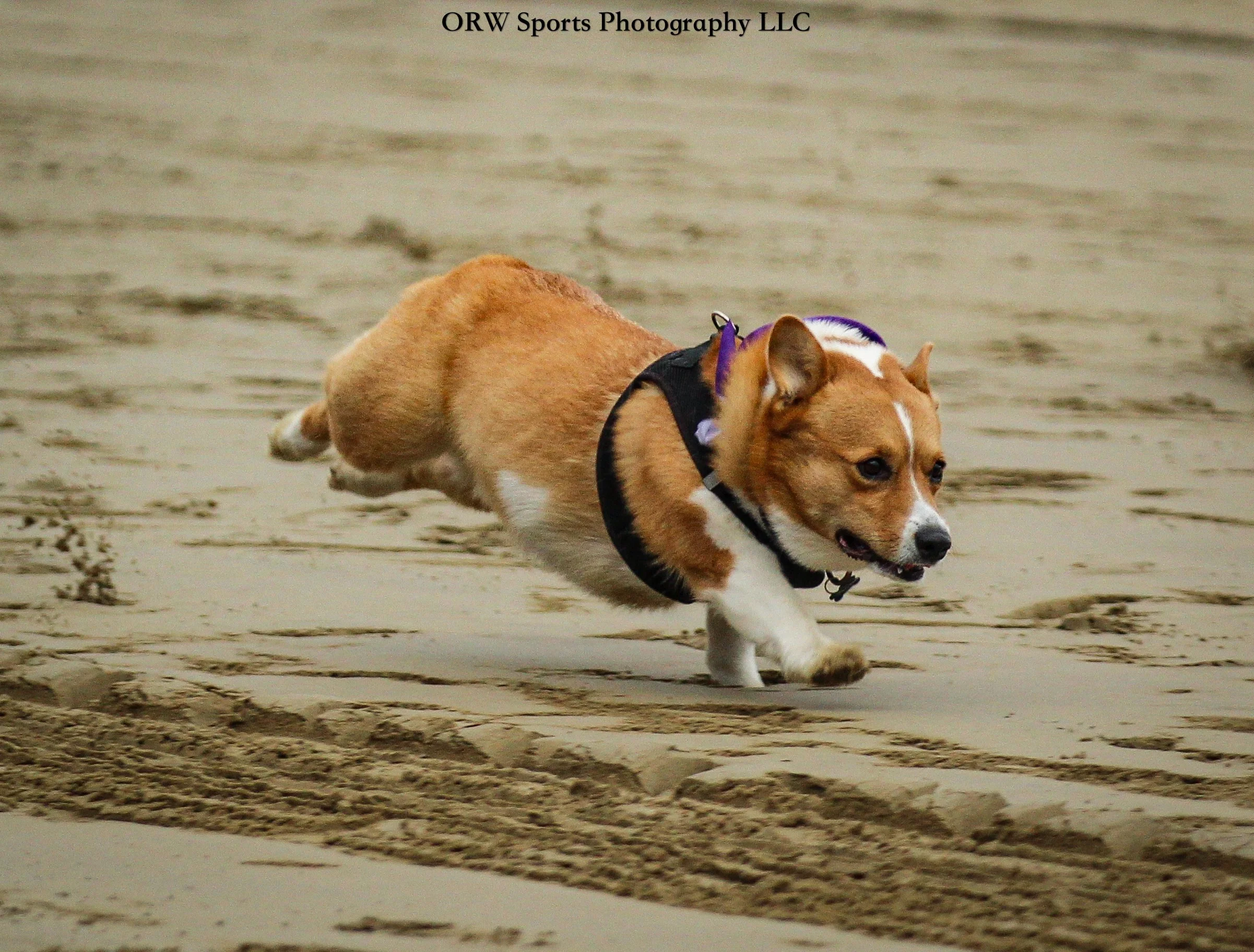 The second annual Corgi Cup was held this afternoon, and like last year, it was a real hoot for the fans. This year, Kona was the champion! 