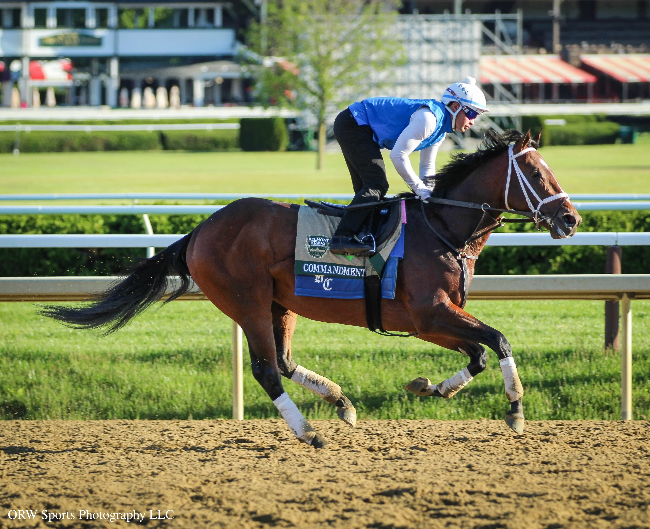 Commandment, two-time Grade 1 winner, galloping for Brad Cox on the main track in preparation for the Belmont Stakes on Saturday