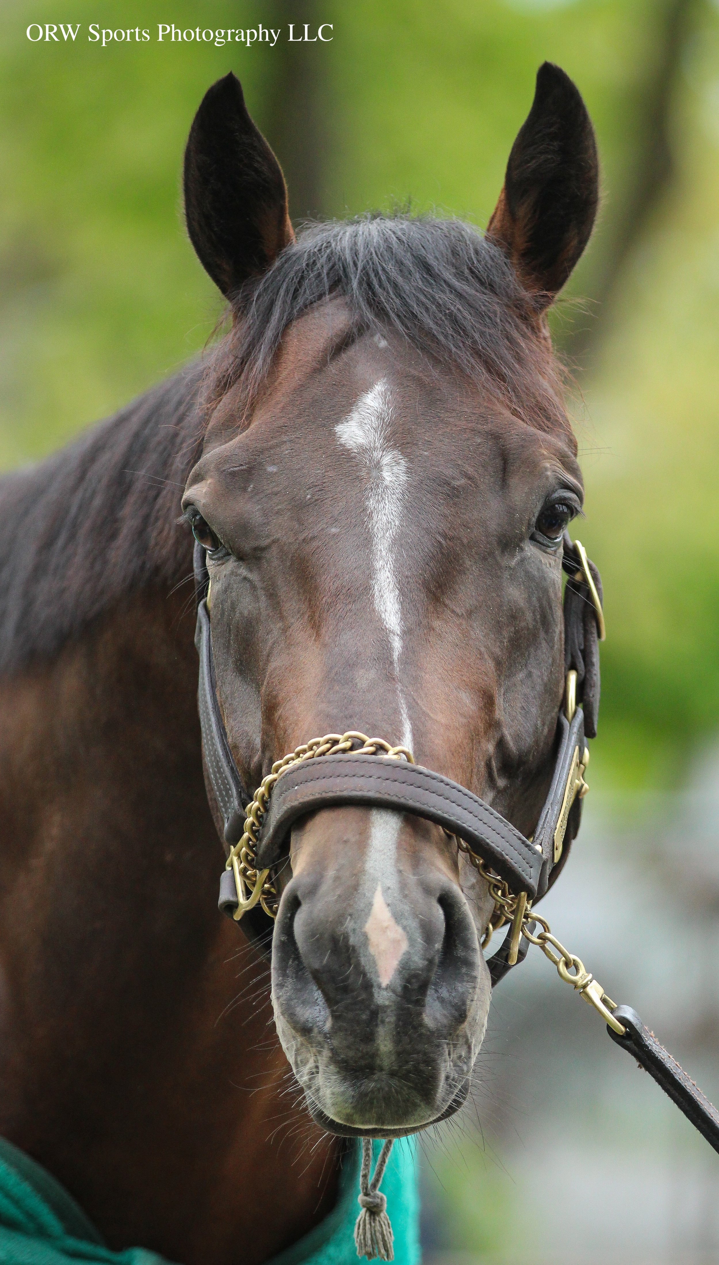 The Big Horse. He definitely recognized me. 
