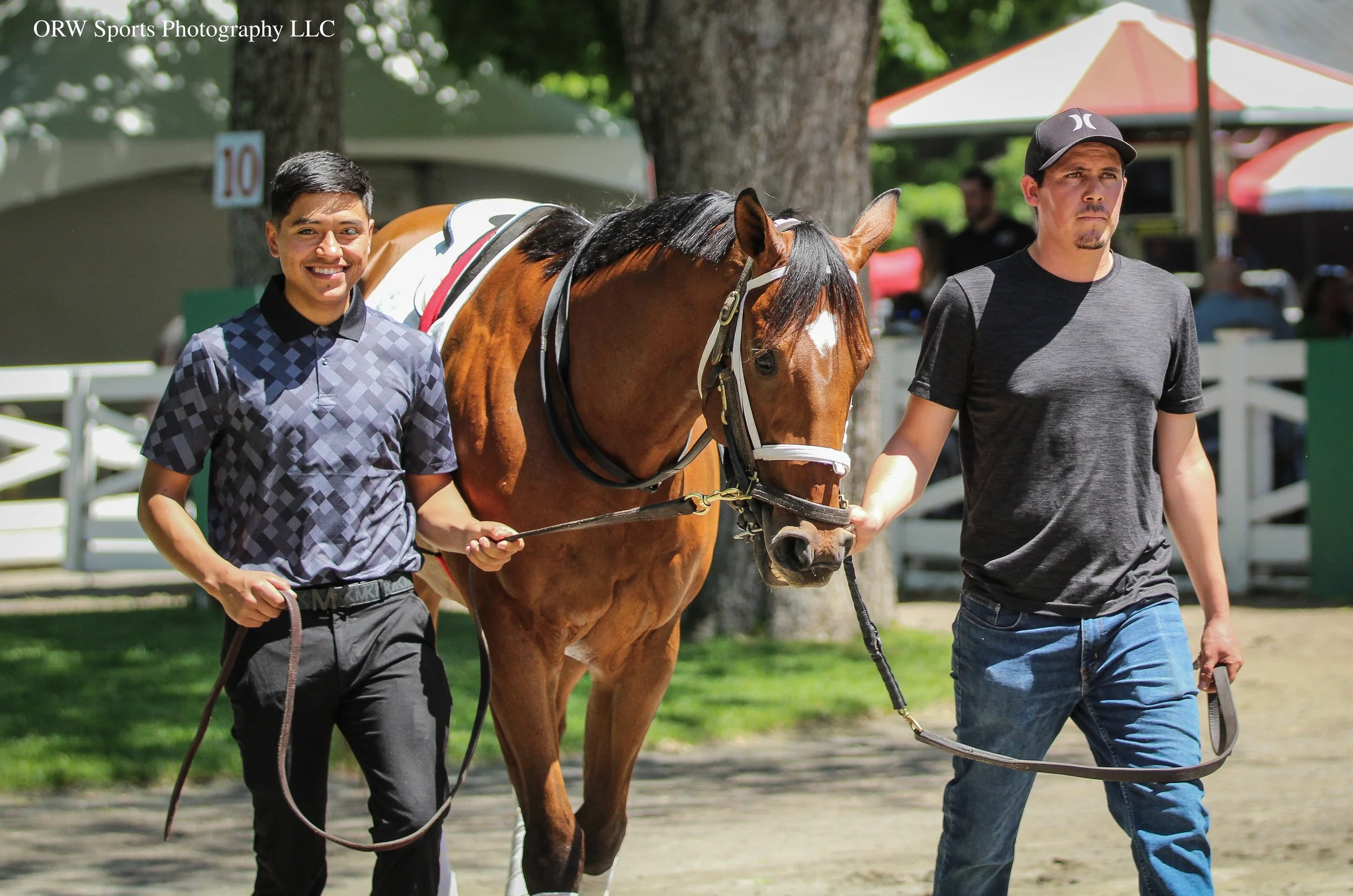 Governor Sam schooling in the paddock ahead of his next start in the Grade 1 Jaipur Stakes