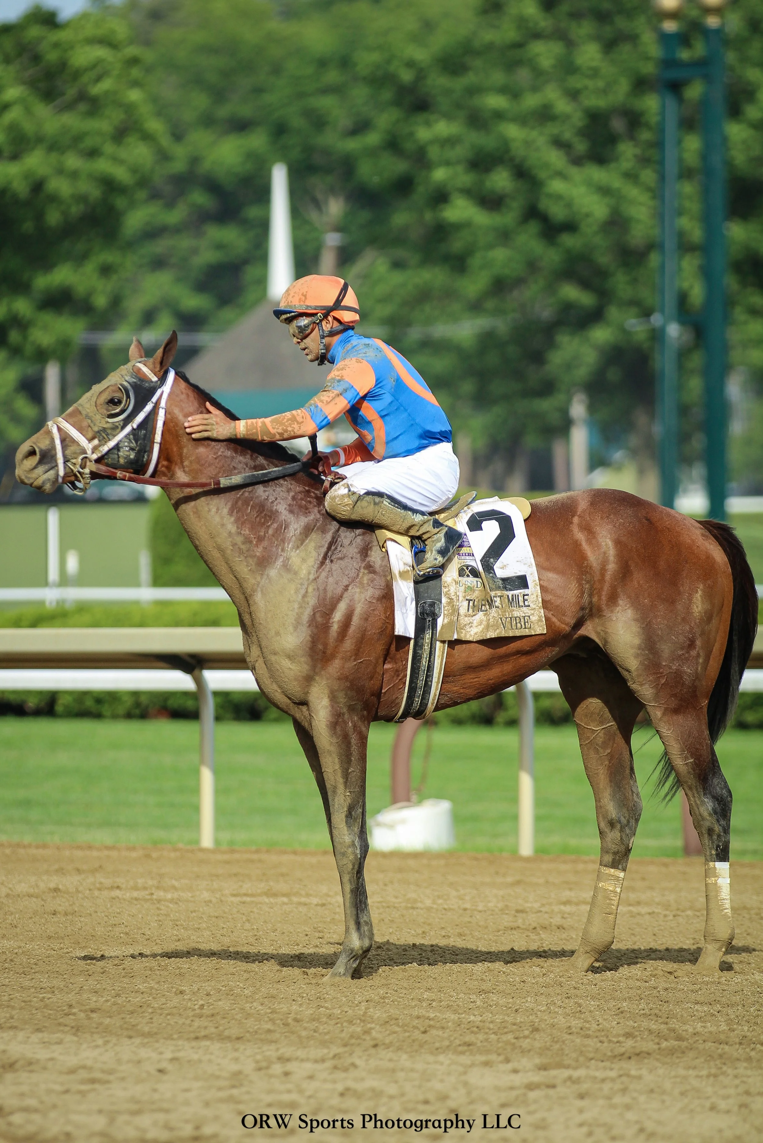 Some races are lessons rather than victories. Luis Saez takes time to pat Vibe after he finished far behind in the Woody Stephens. 