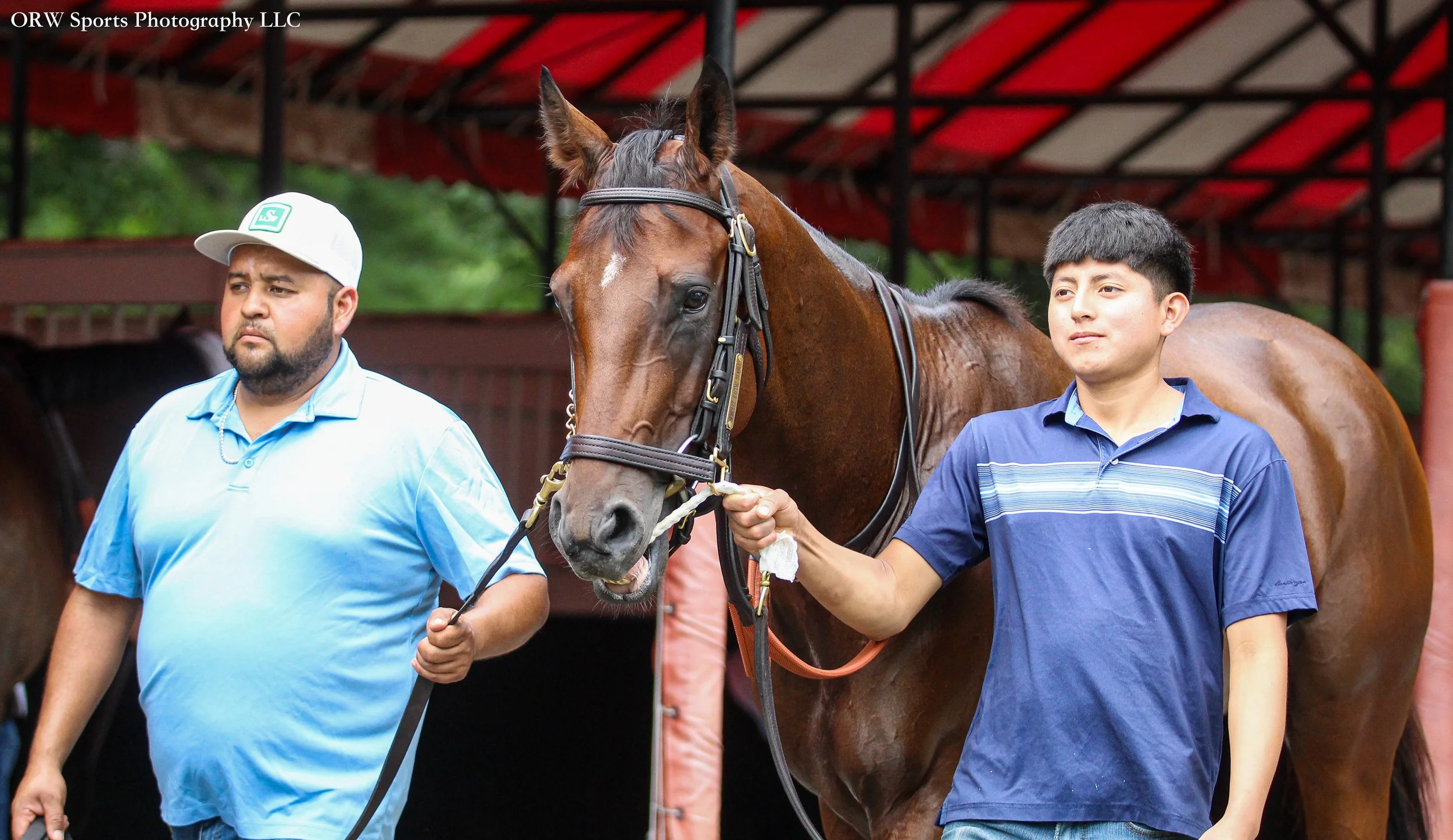 Grade 1 Haskell winner Baby Vino was in thge paddock to school this afternoon in preparation for his next start in the Travers Stakes on Saturday