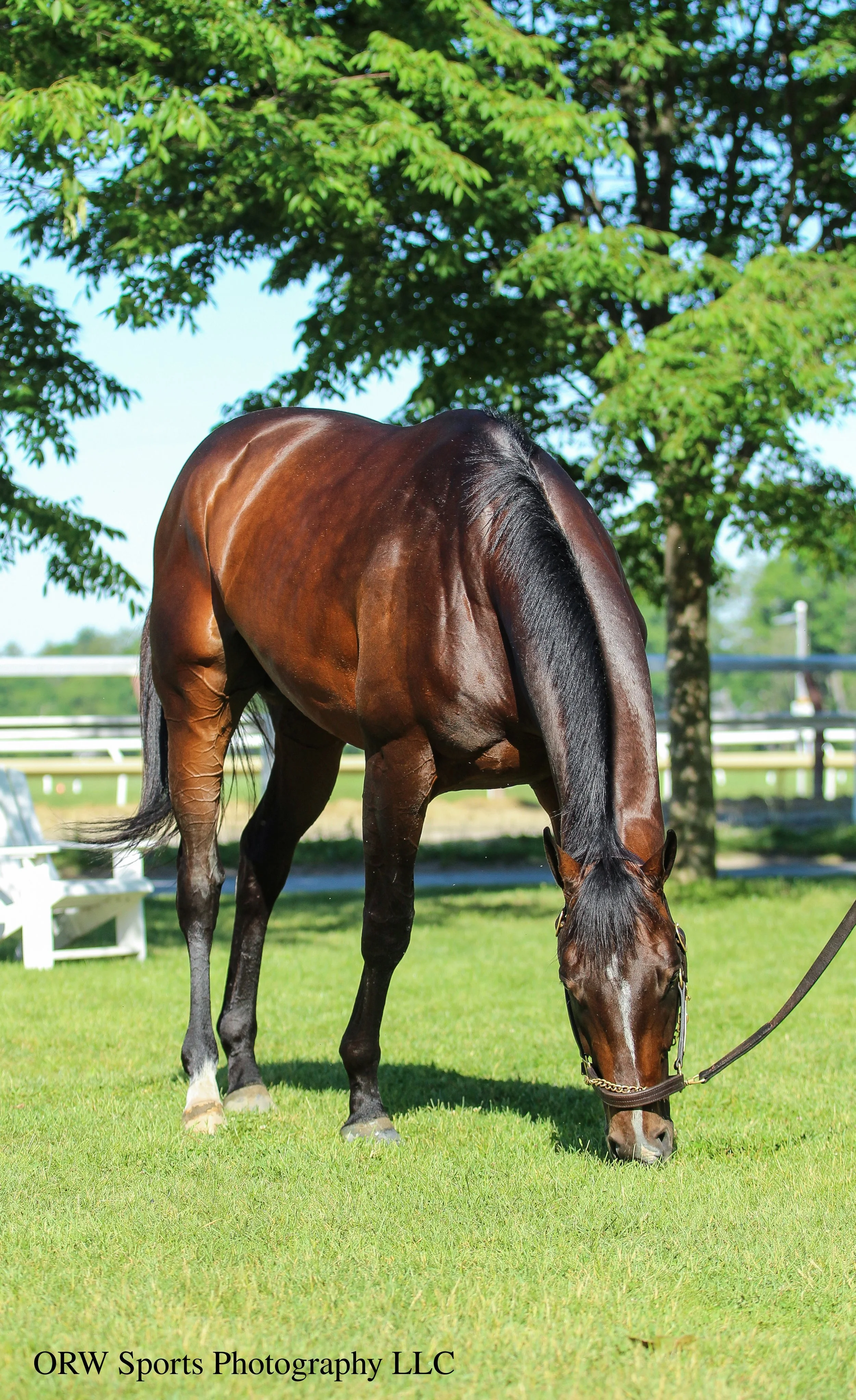 Sovereignty enjoying a graze after his morning gallop