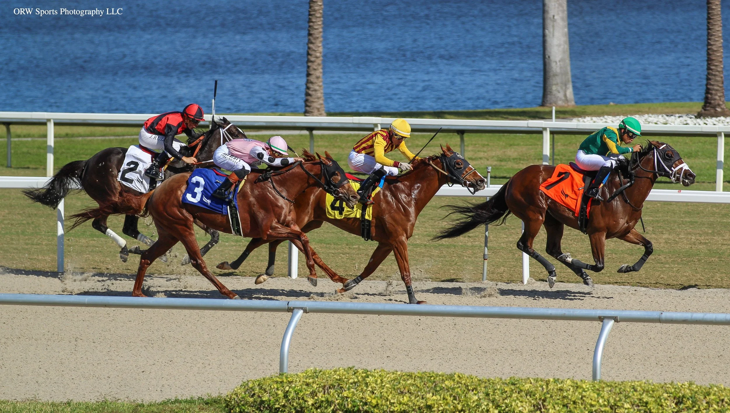 Plum Irish and Miguel Vasquez take race 4 over Speightfulselection and Goodys Girl 