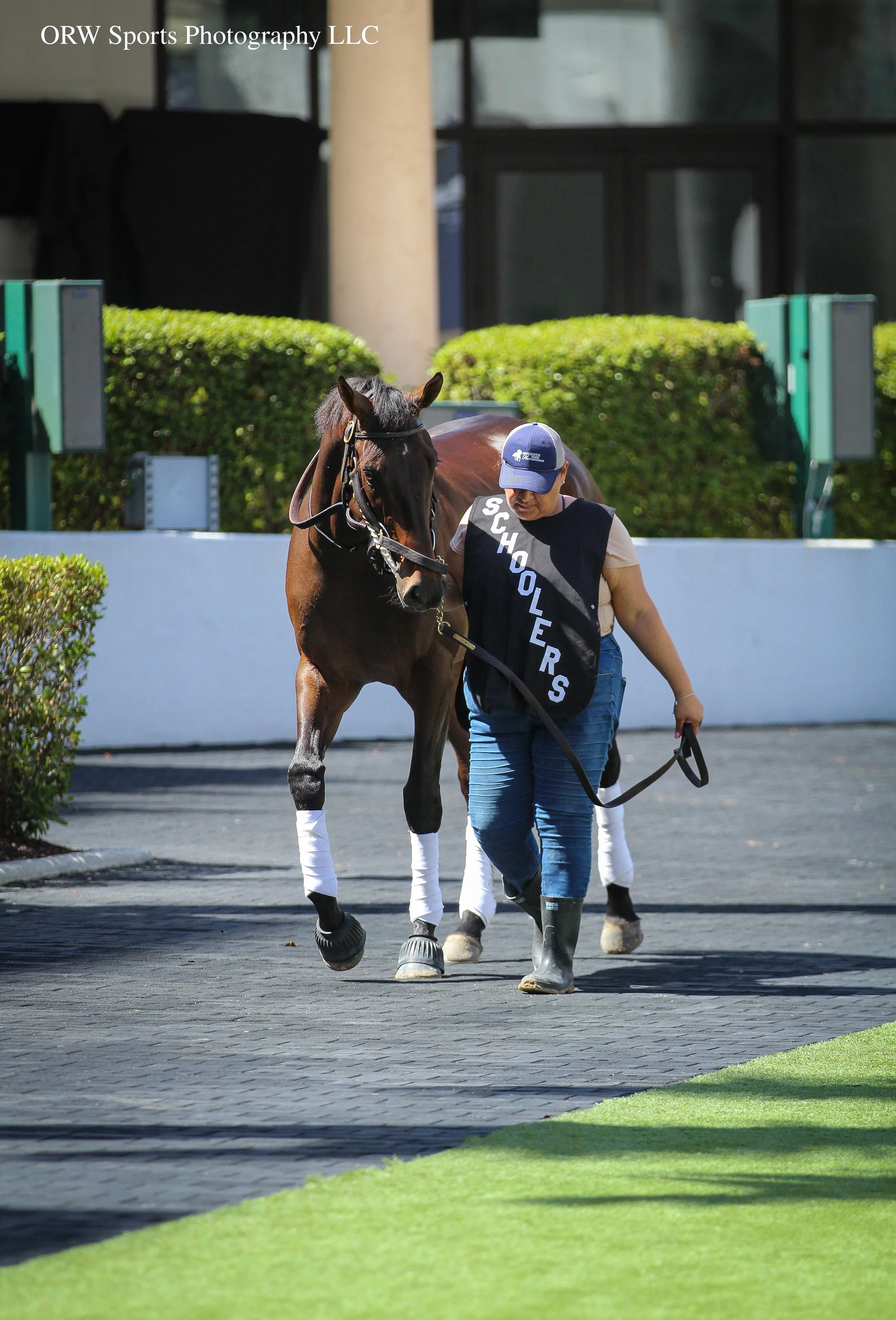 Concord Green, trained by Shug McGaughey, does paddock schooling before his race on Saturday. 
Paddock schooling acts as a dress rehearsal for horses. This is where they get accustomed to the environment and being saddled there. 
