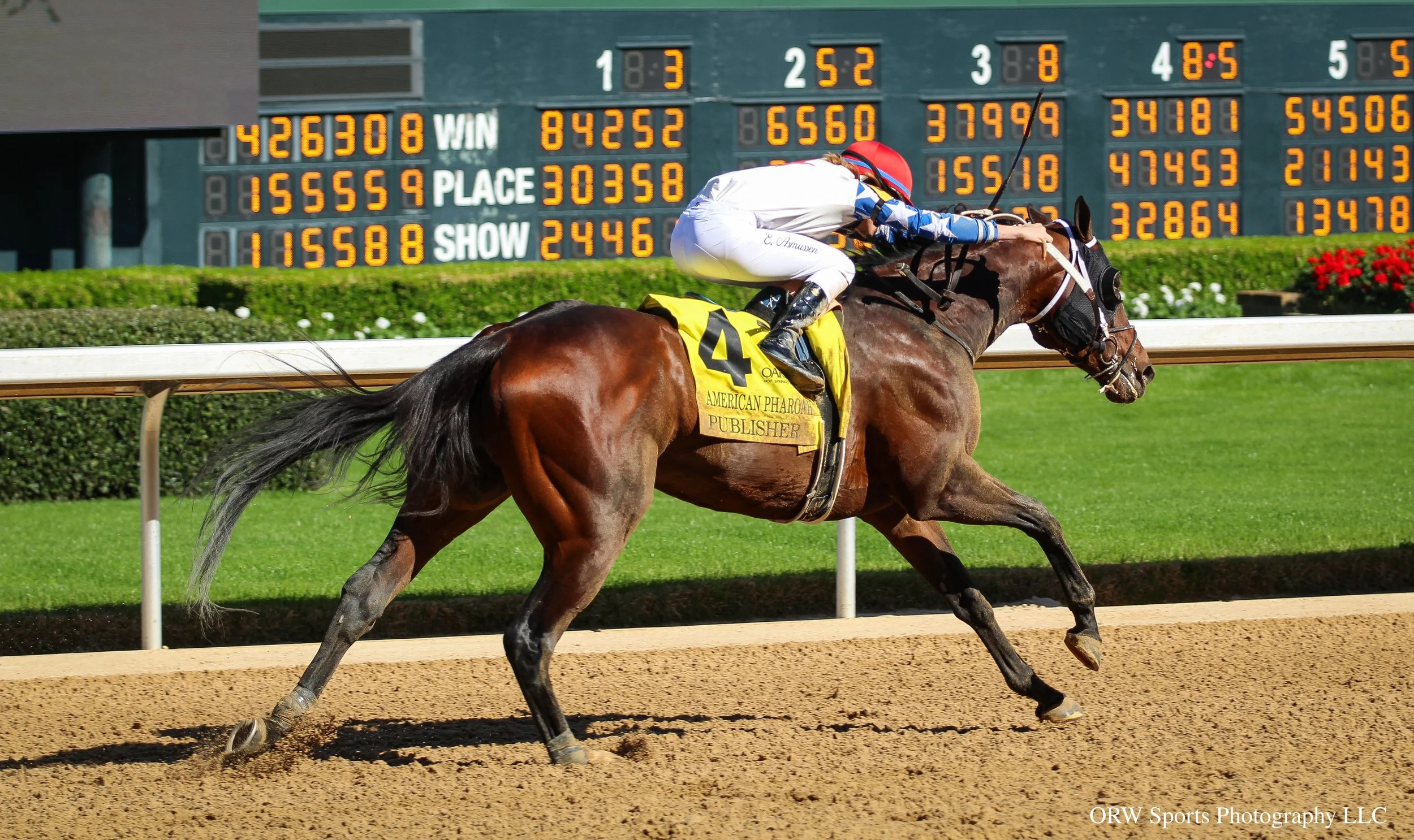 Publisher had a very slow start to his career. Though starting as a two-year-old, the colt didn't get that elusive win until Feb 15th of this year! He competed in a number of graded stakes races, including the Kentucky Derby, despite being winless. H