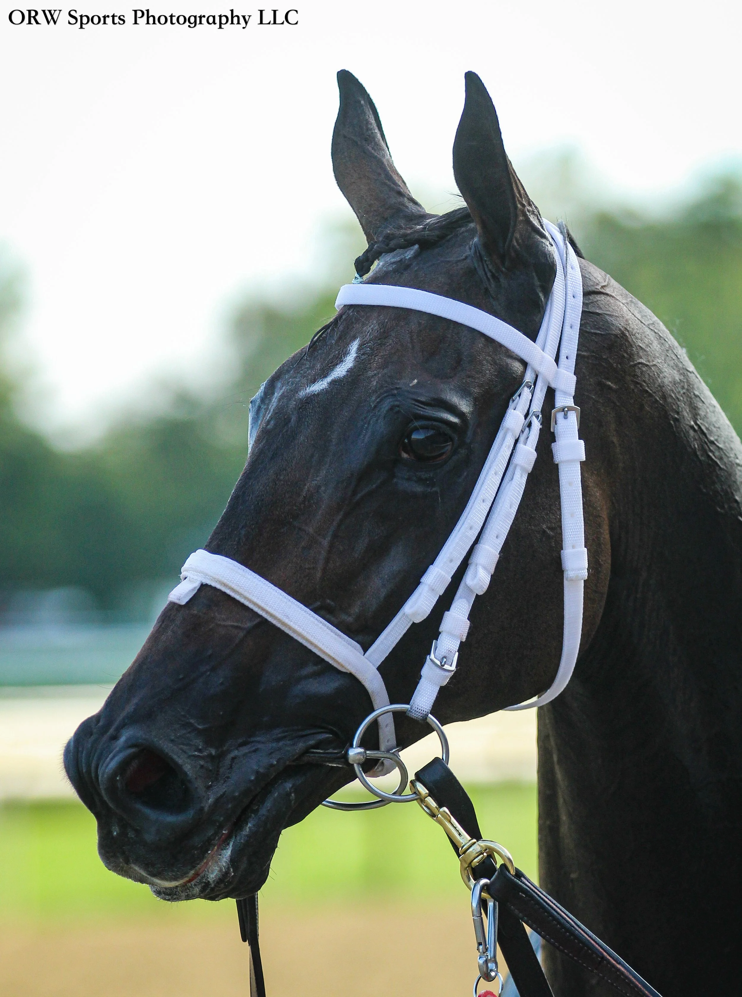 race winner 