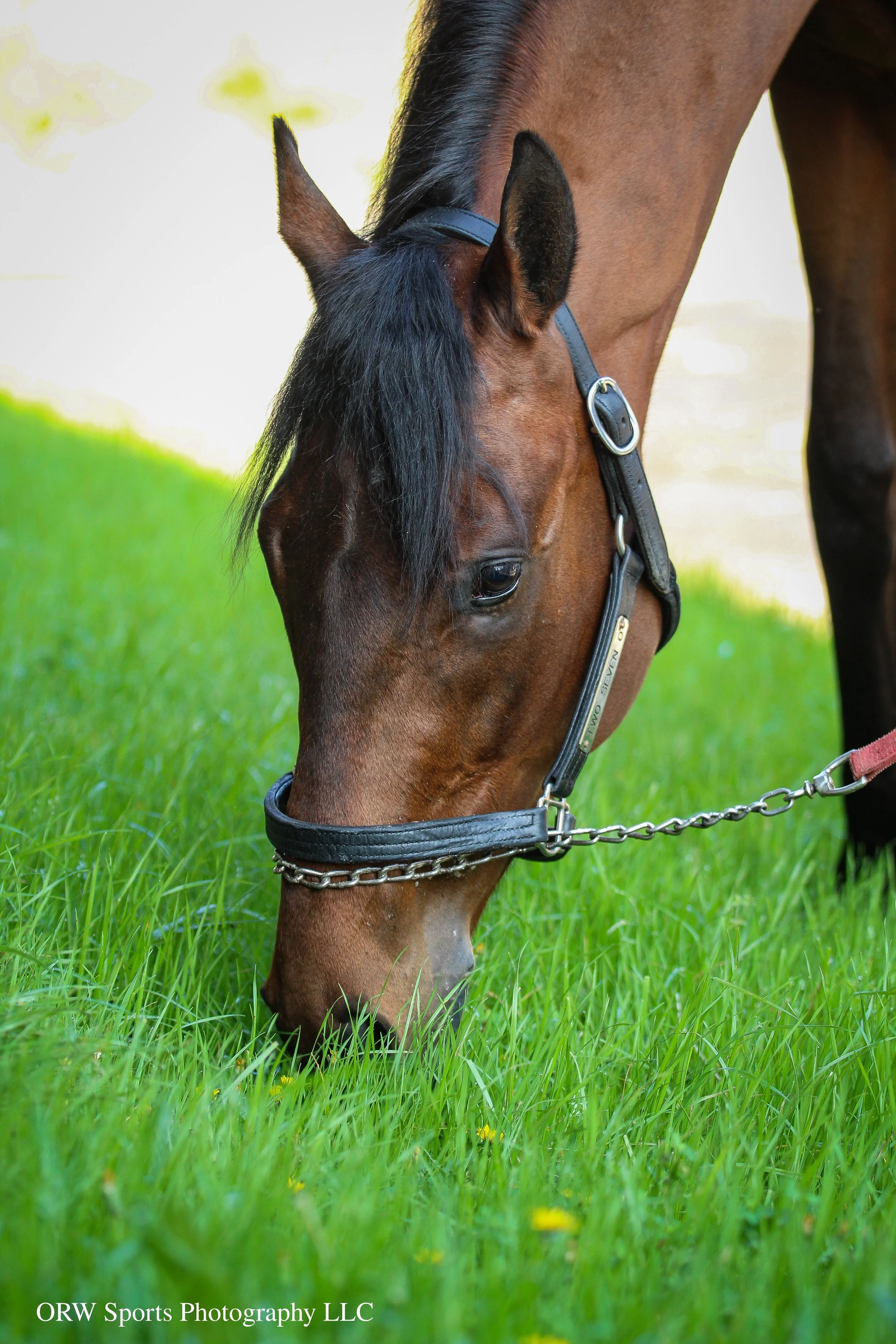 Two Seven O has a quick graze 