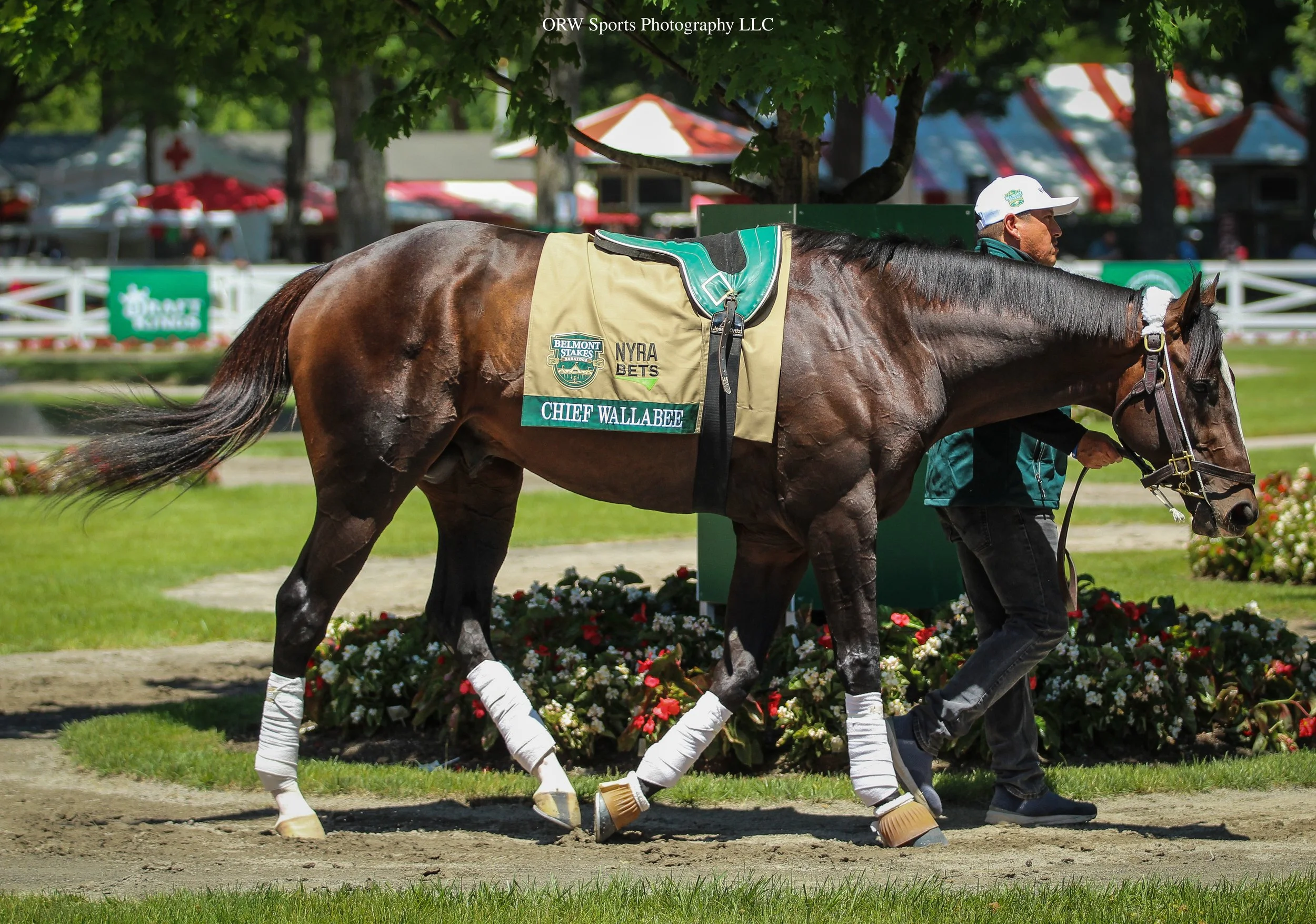 Chief Wallabee schooling in the paddock ahead of the Belmont Stales on Saturday