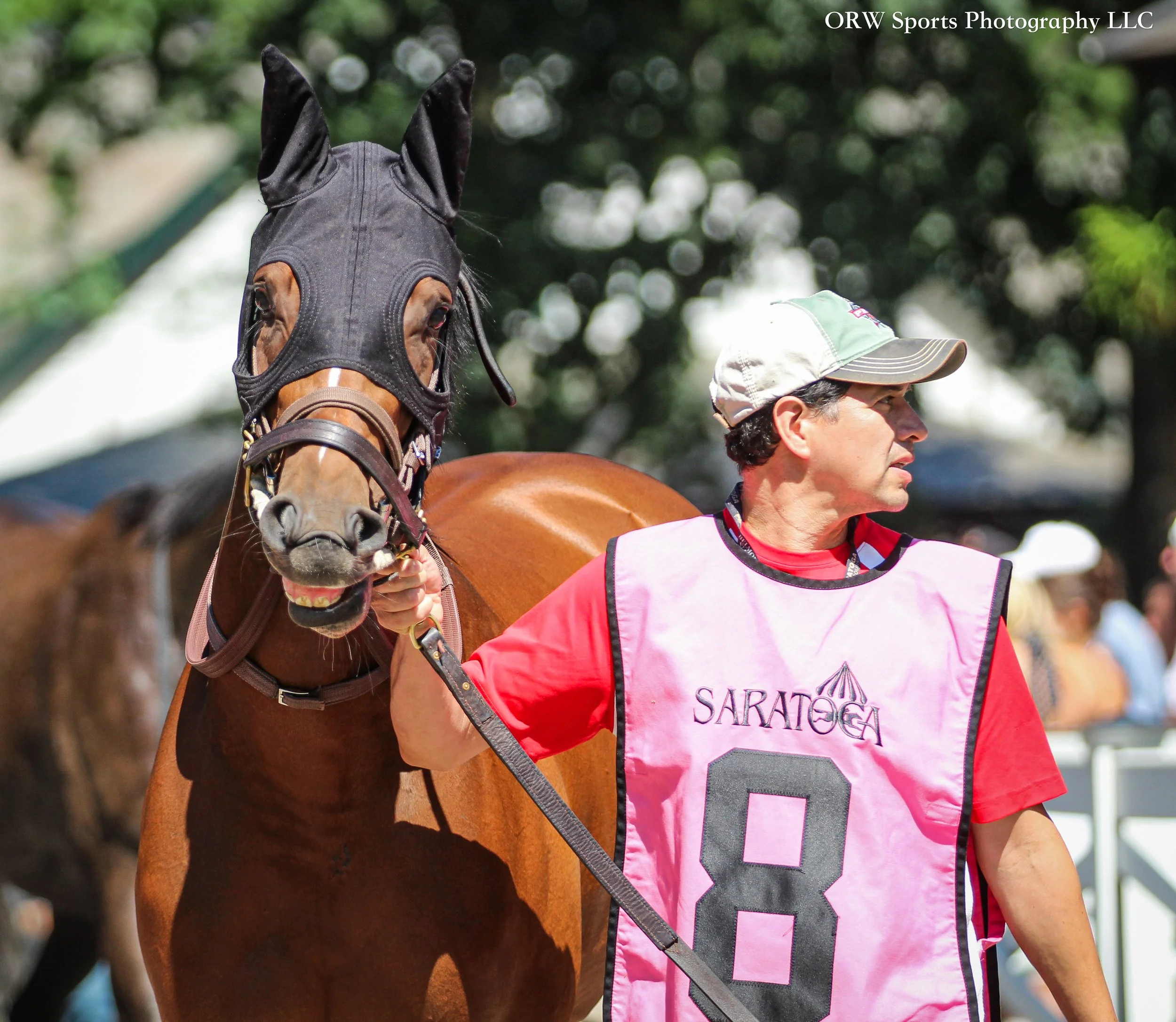 Saratoga Daisy