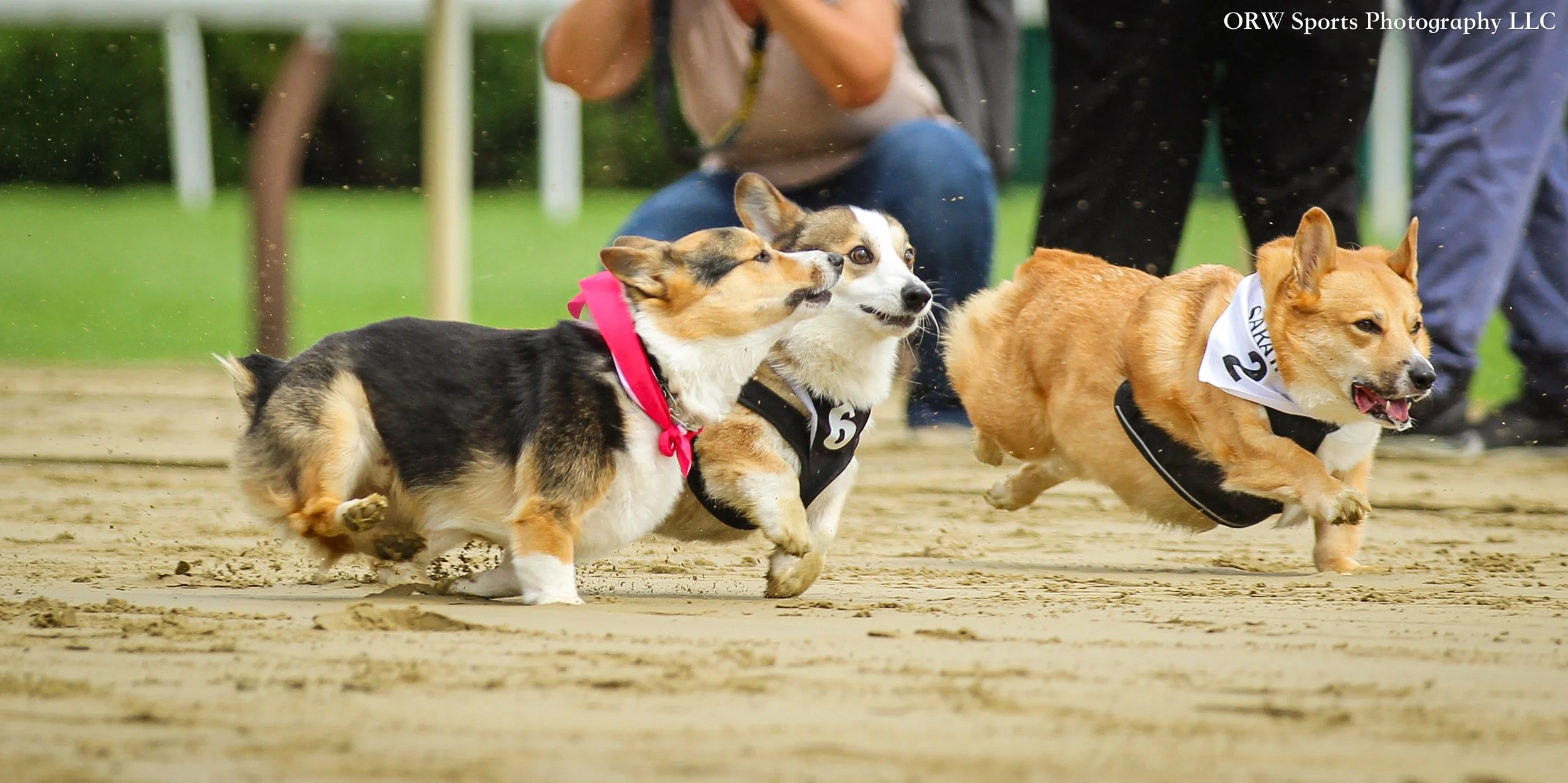 Corgis .jpg