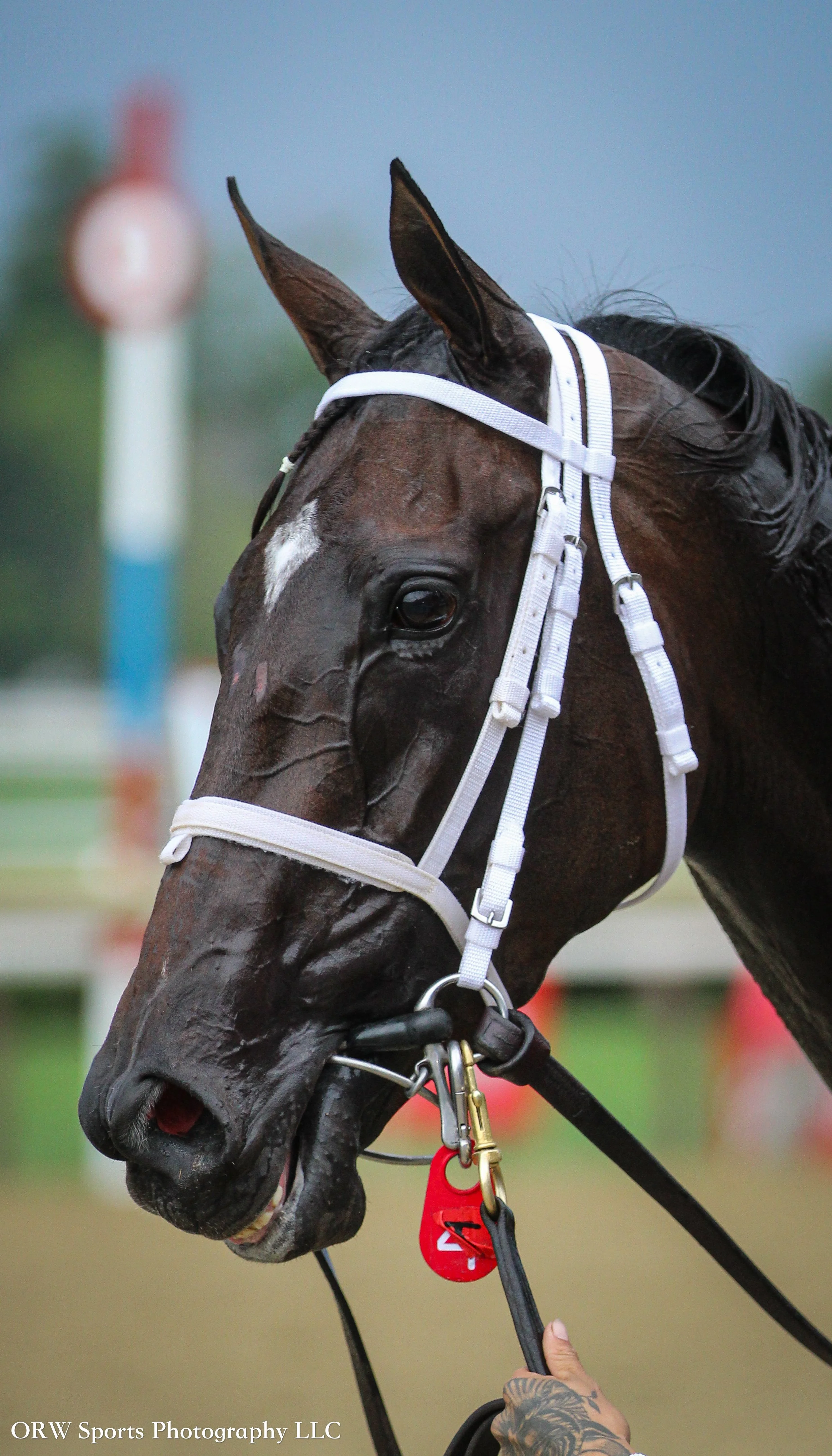 race winner: Kentucky Belle 