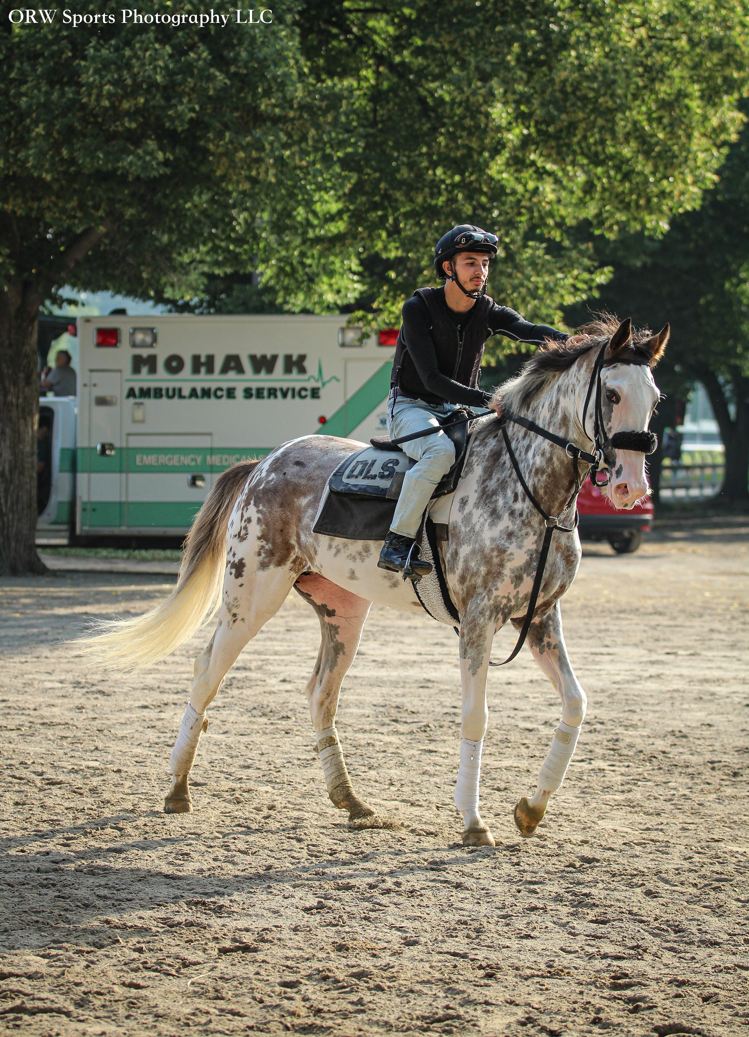 Dom Schettino Trainee. This unique and rare color is caused by a genetic mutation while the foal is in utero. This eye-catching filly will definitely be a fan favourite. 