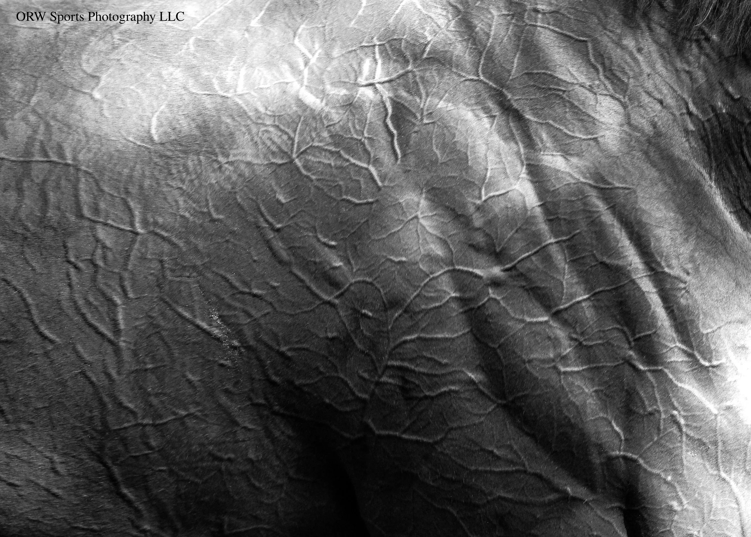Vein(1).jpg