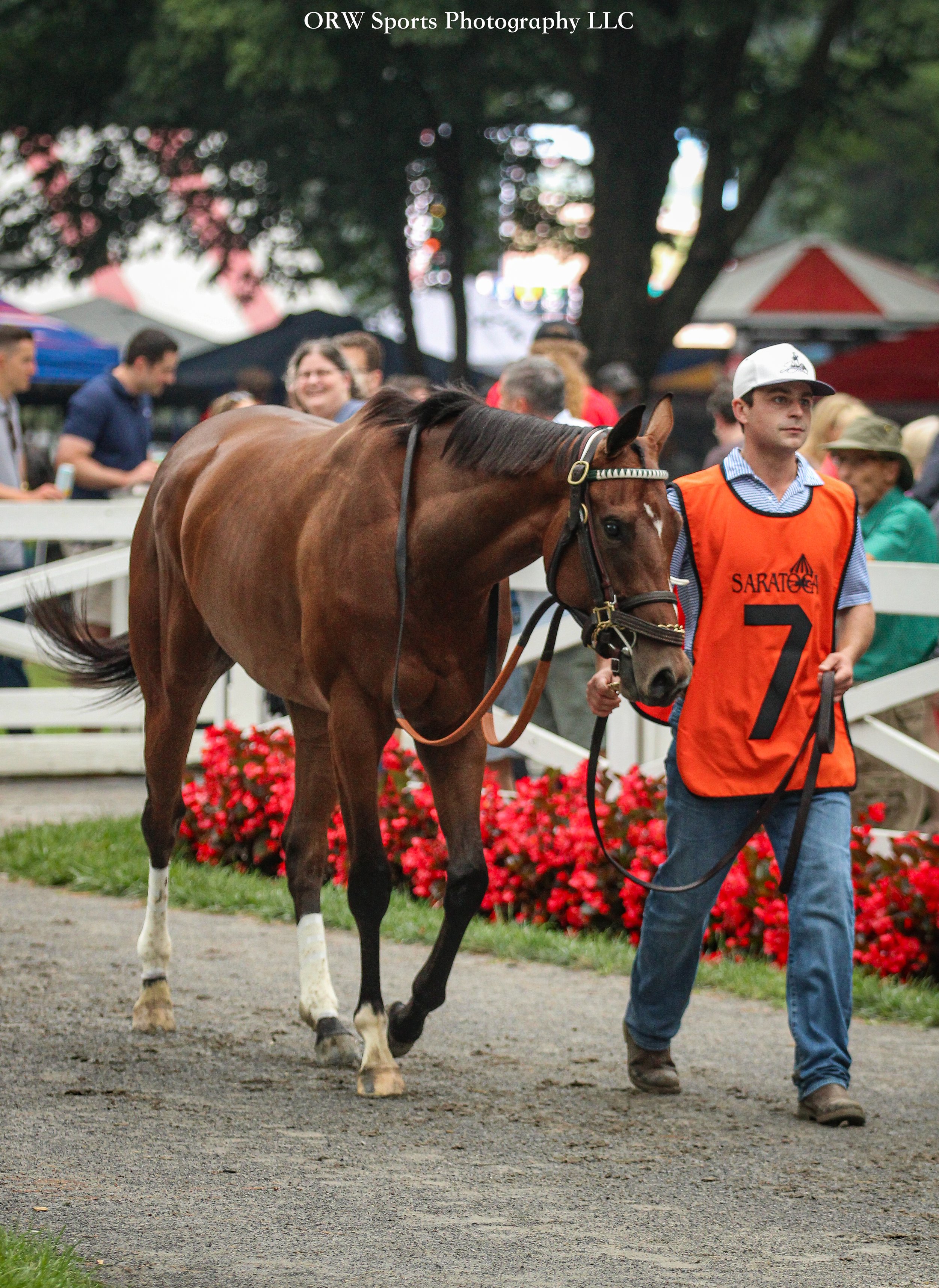 Elevated has entered the paddock for her first race. 